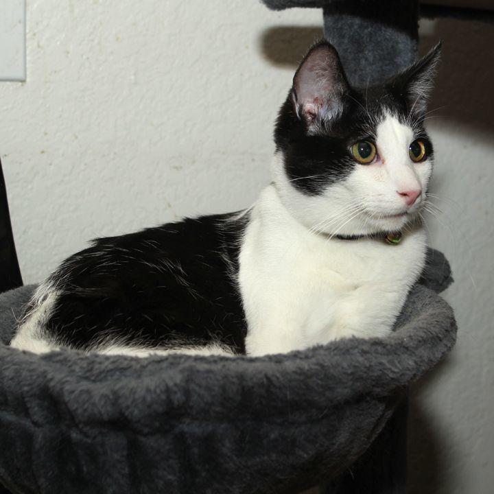 Enlarge Ziki, a Adoptable Domestic Short Hair in Redlands, CA image 5/5