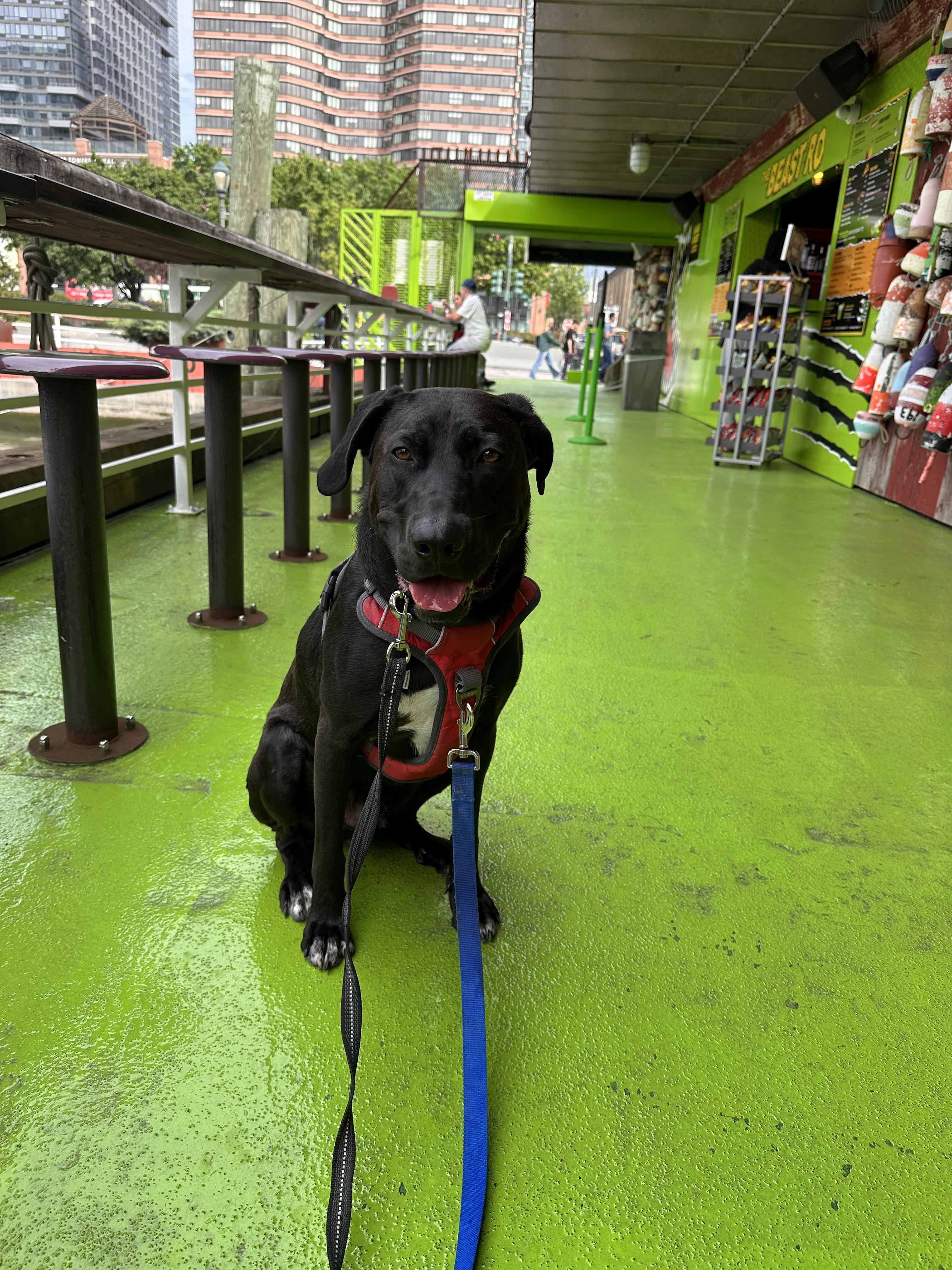 Enlarge Tommy, a Adoptable mixed breed in Ridgewood, NY image 4/6