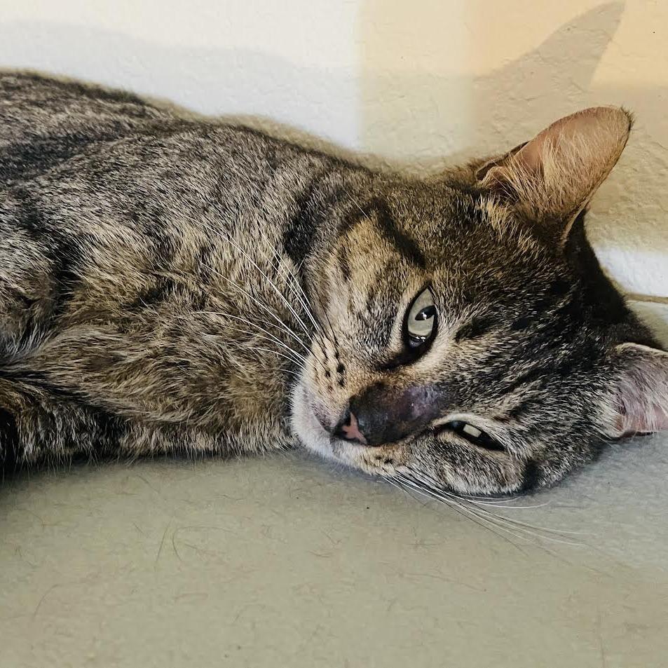 Johto, Adoptable, Adult Female Domestic Short Hair.