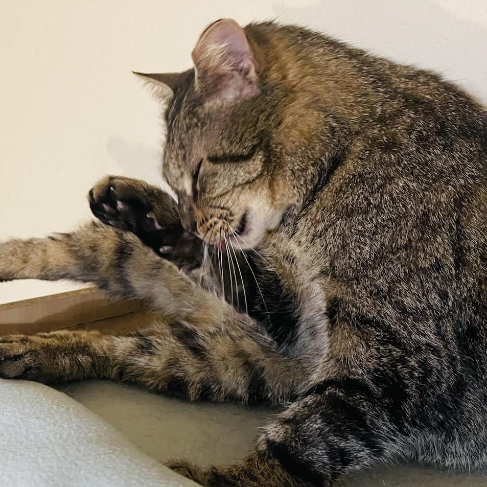 Enlarge Johto, a Adoptable Domestic Short Hair in Auburn, AL image 2/6