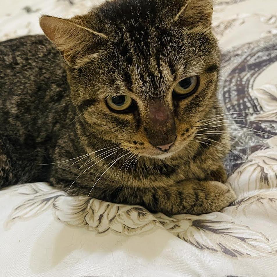 Enlarge Johto, a Adoptable Domestic Short Hair in Auburn, AL image 3/6