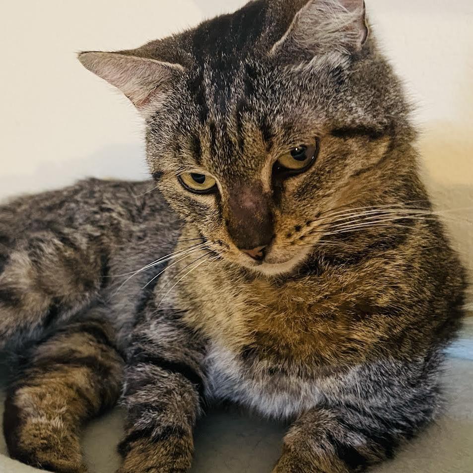 Enlarge Johto, a Adoptable Domestic Short Hair in Auburn, AL image 5/6