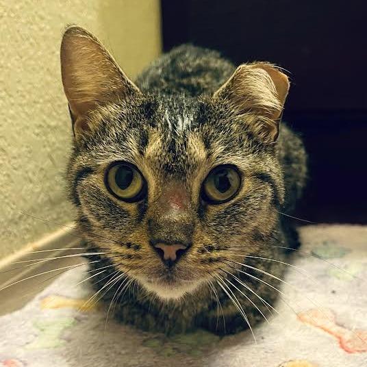Enlarge Johto, a Adoptable Domestic Short Hair in Auburn, AL image 6/6