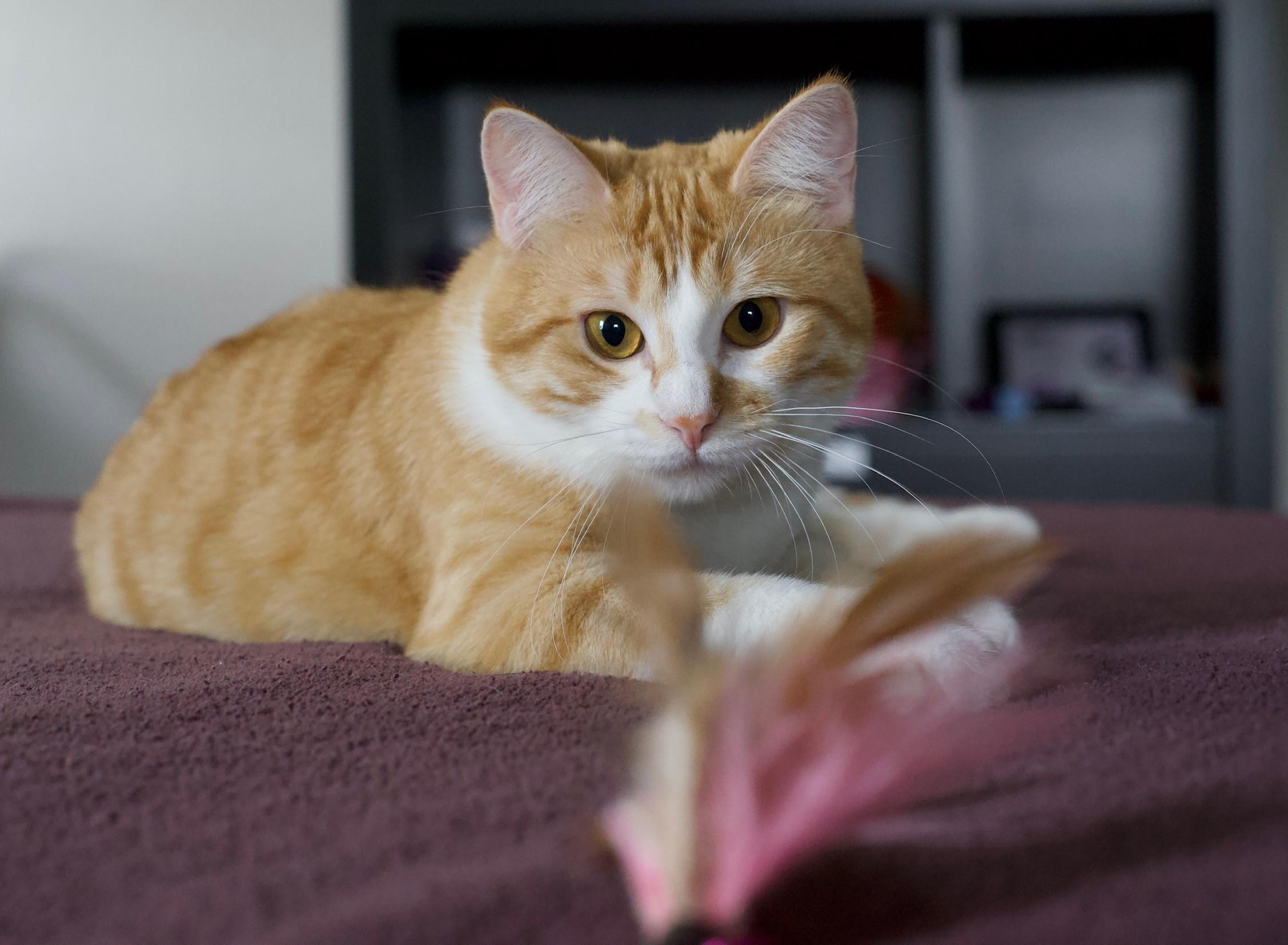 Lilly