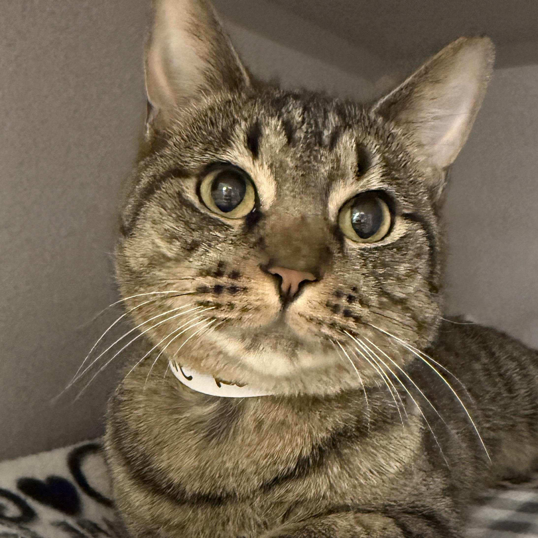 Marnie , ADOPTABLE, Adult Female Domestic Short Hair.