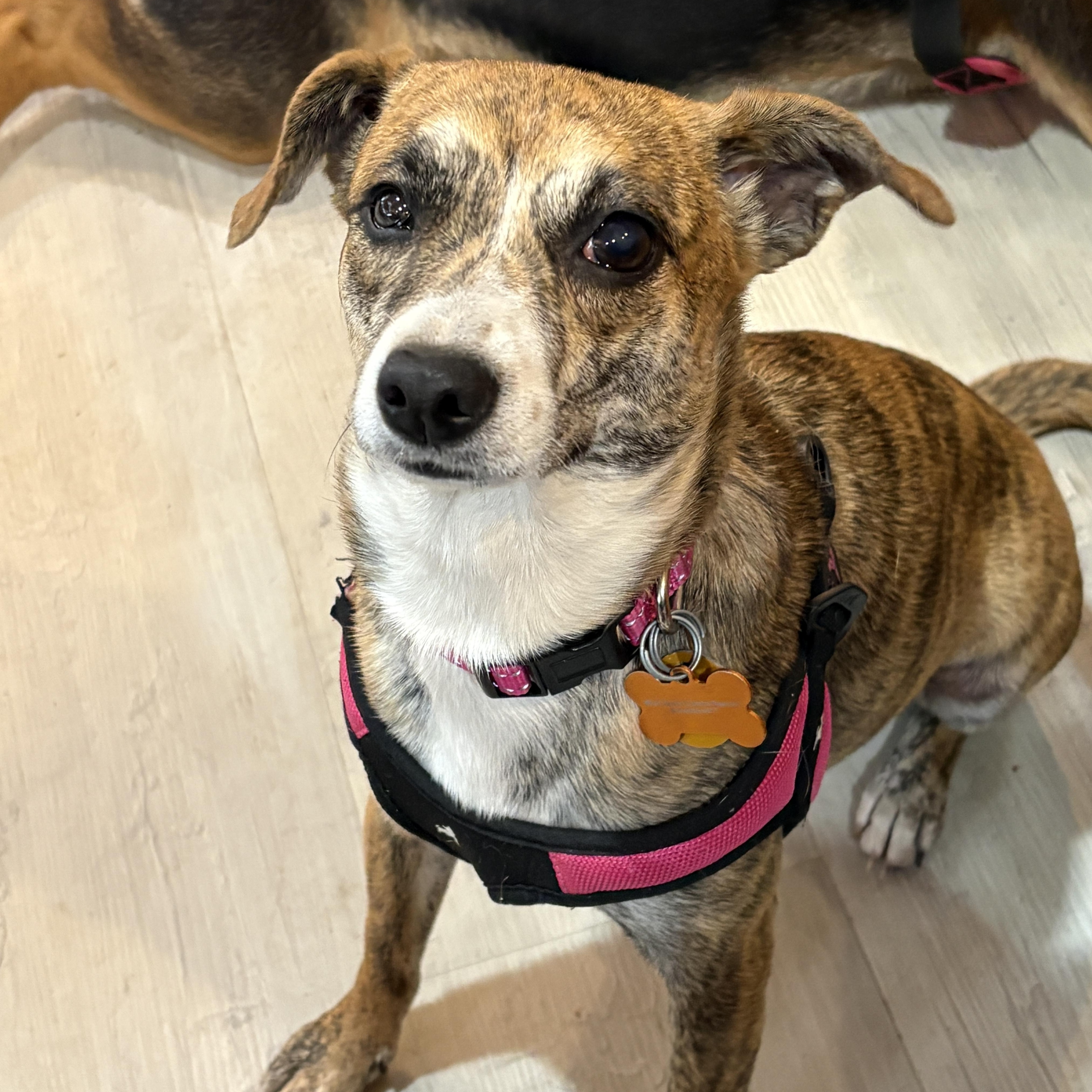 Soline, a ADOPTABLE mixed breed in Normal, IL image 2/6