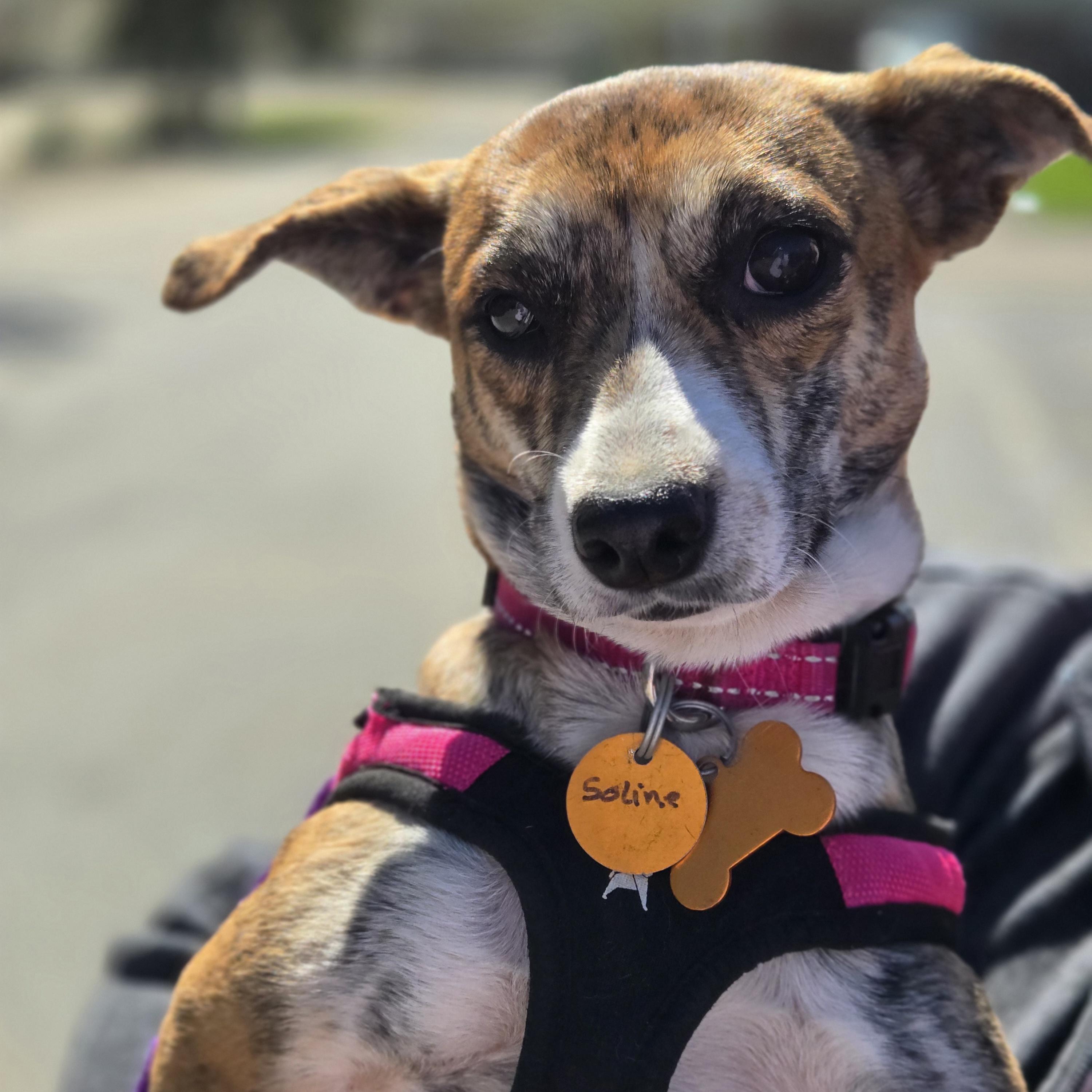 Enlarge Soline, a ADOPTABLE mixed breed in Normal, IL image 6/6