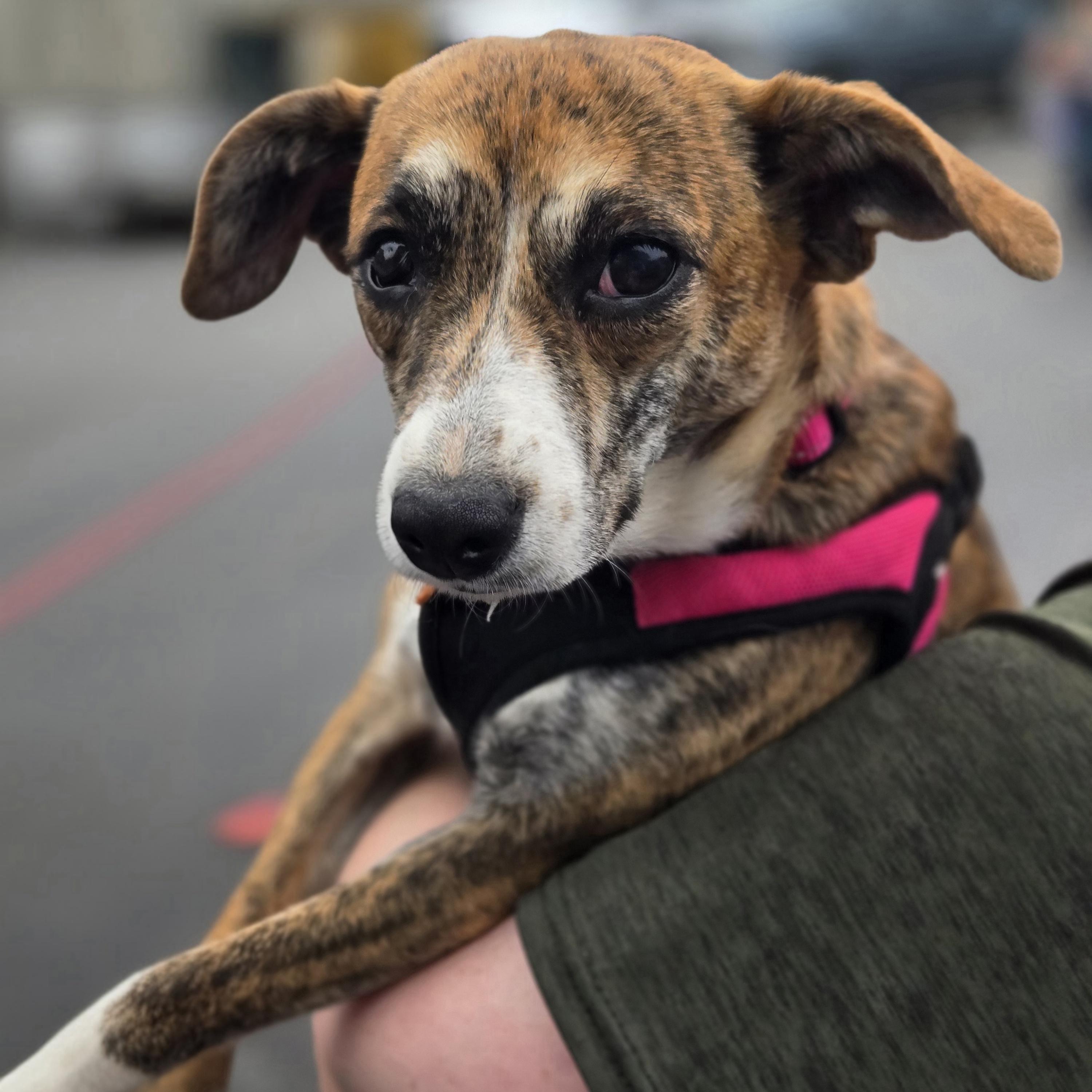 Soline, a ADOPTABLE mixed breed in Normal, IL image 1/6