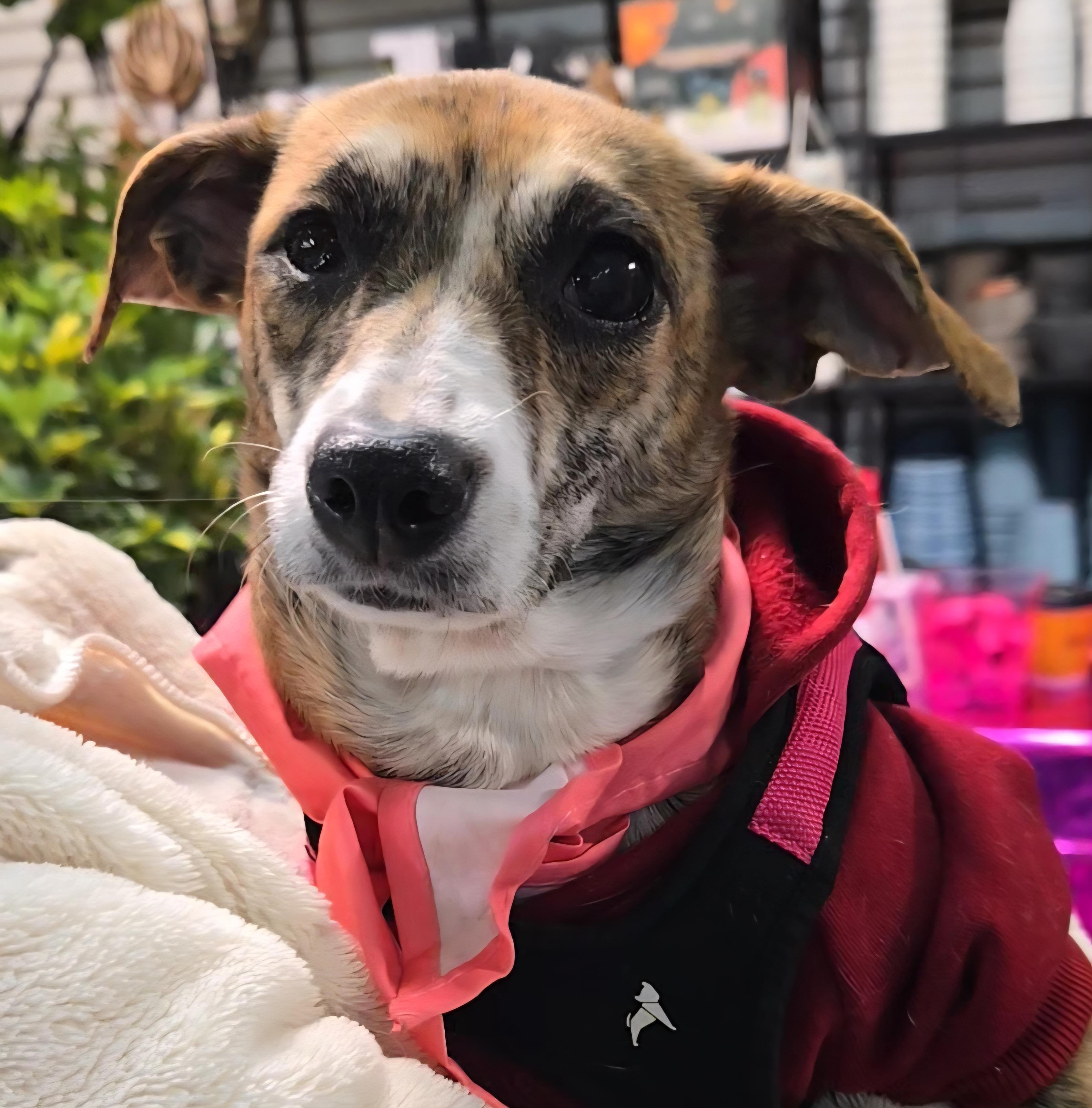 Enlarge Soline, a ADOPTABLE mixed breed in Normal, IL image 1/6