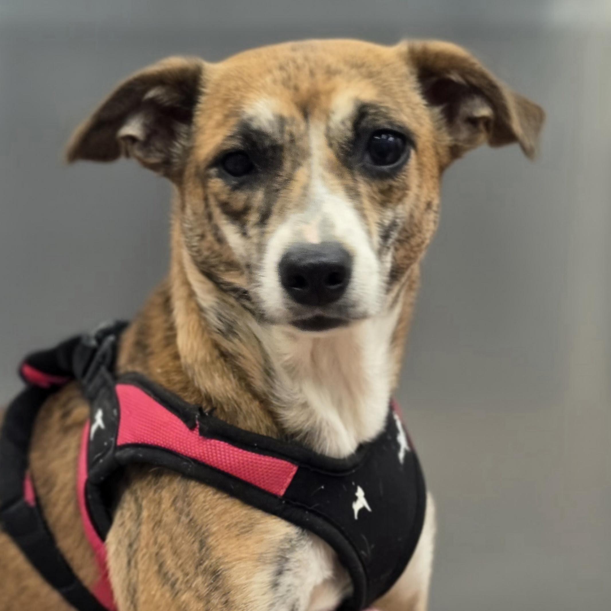 Enlarge Soline, a ADOPTABLE mixed breed in Normal, IL image 3/6