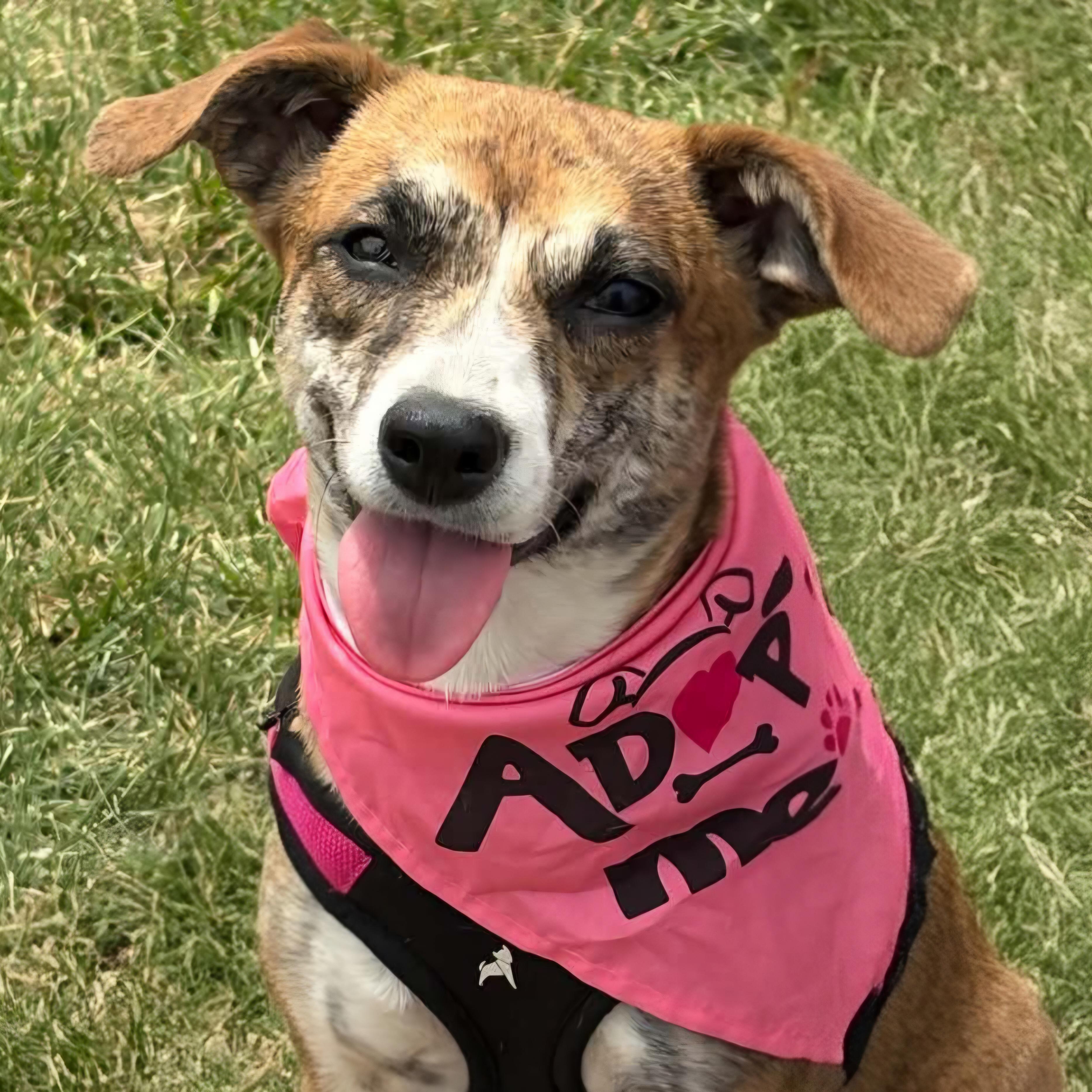 Soline, ADOPTABLE, Adult Female Chihuahua.