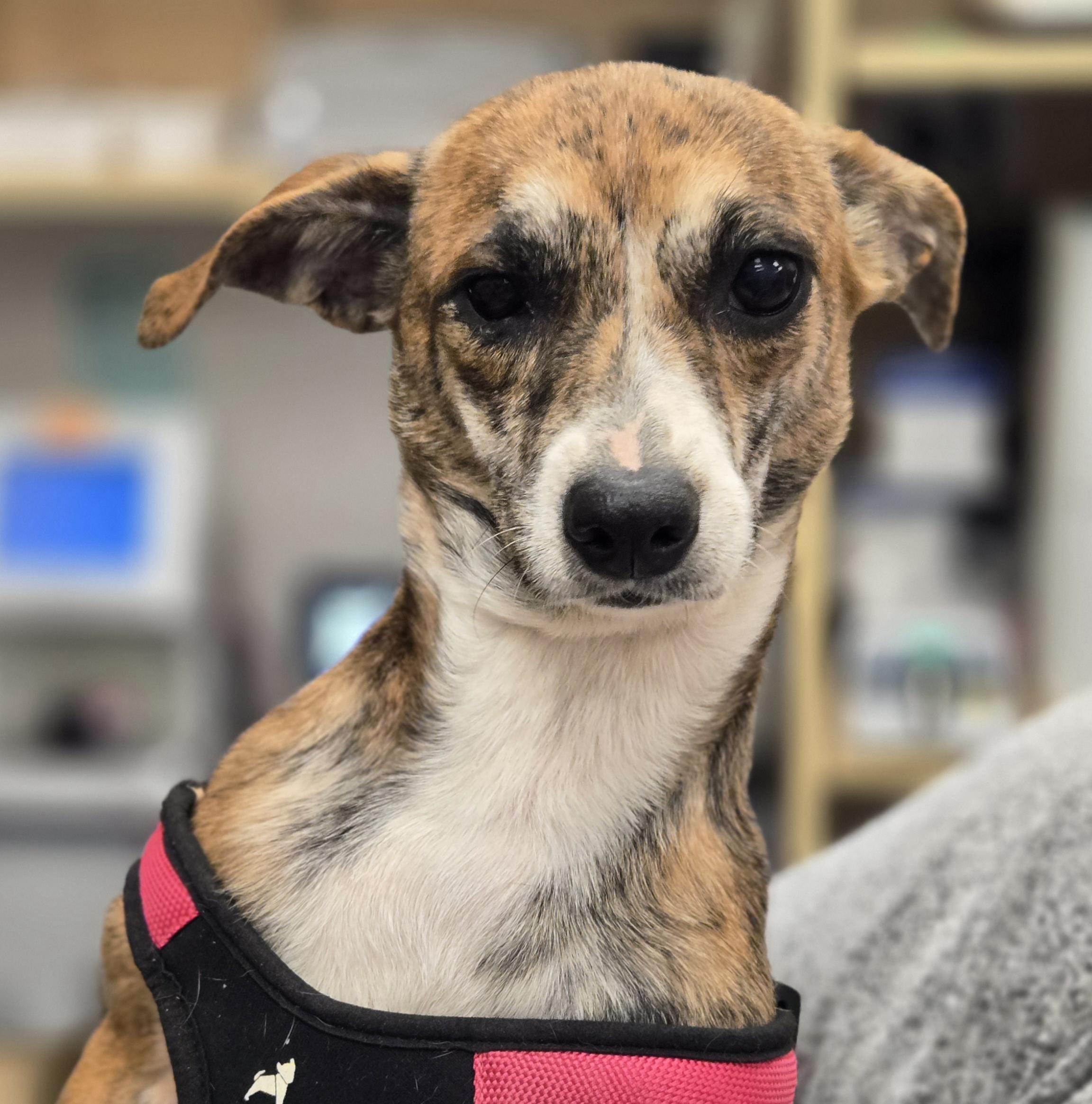 Enlarge Soline, a ADOPTABLE mixed breed in Normal, IL image 4/6