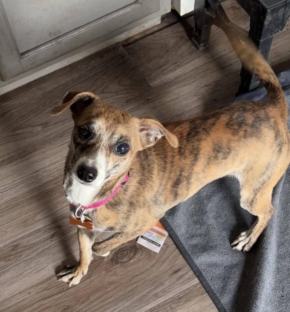 Enlarge Soline, a ADOPTABLE mixed breed in Normal, IL image 2/6