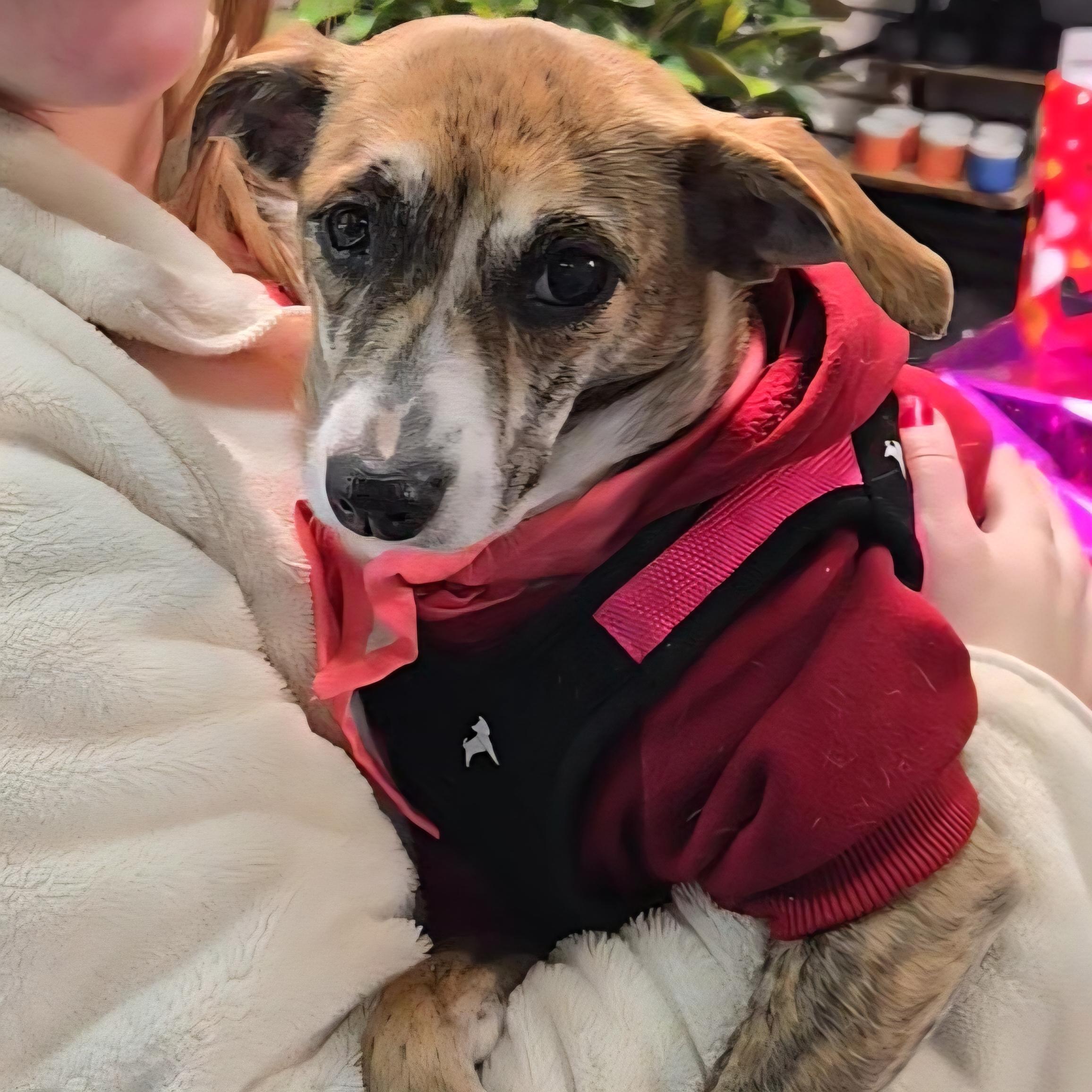 Enlarge Soline, a ADOPTABLE mixed breed in Normal, IL image 5/6