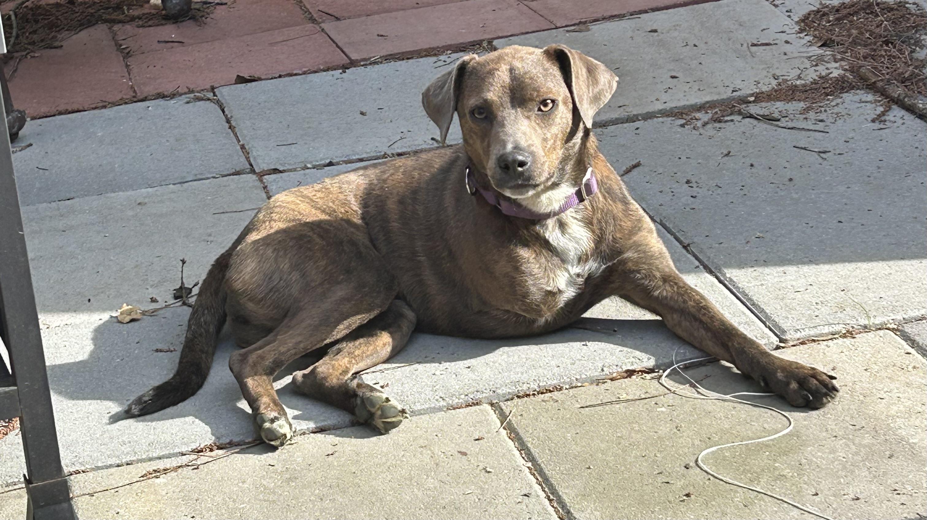 Peggy Sue, an adopted mixed breed in Jackson, TN image 4/6