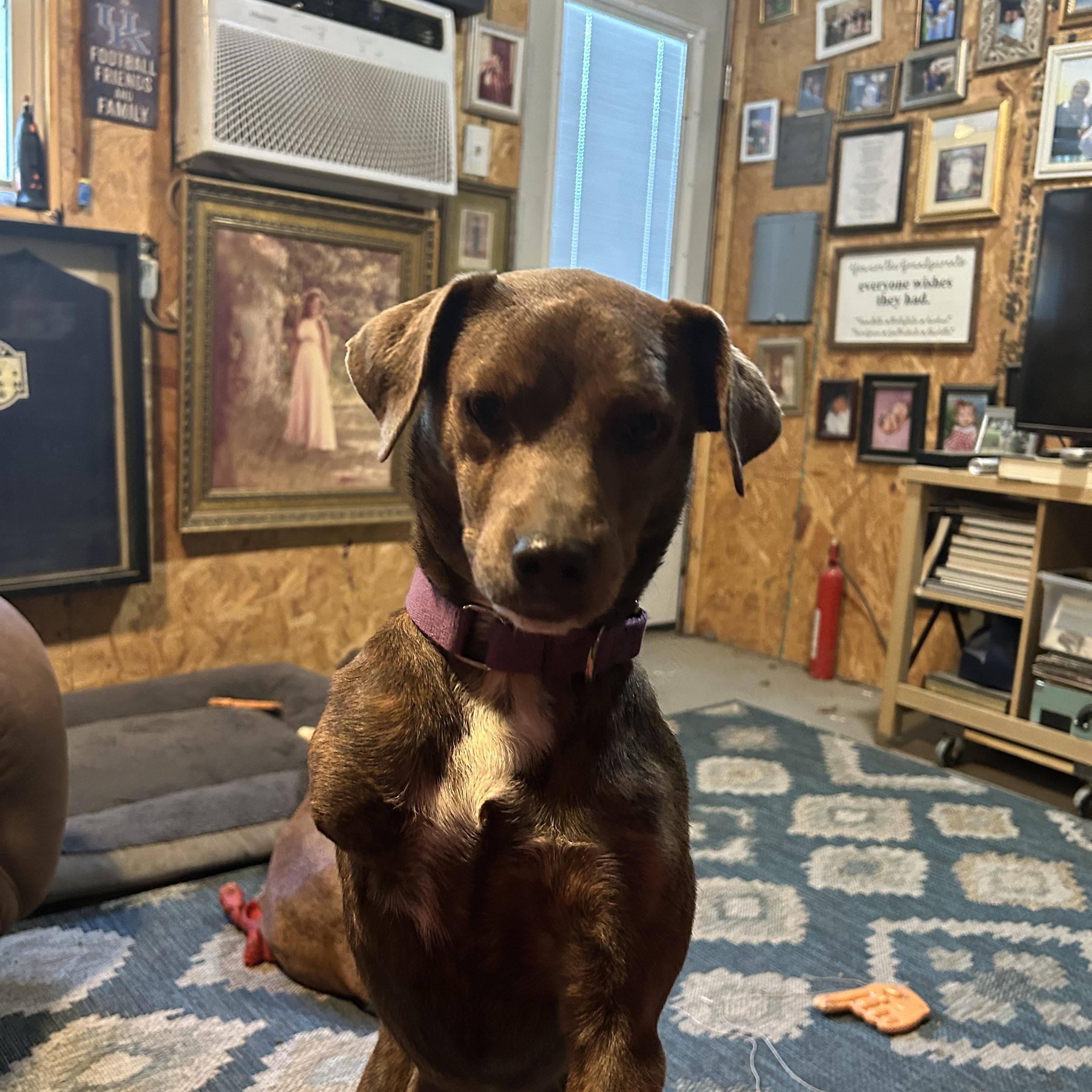 Peggy Sue, an adopted mixed breed in Jackson, TN image 2/6