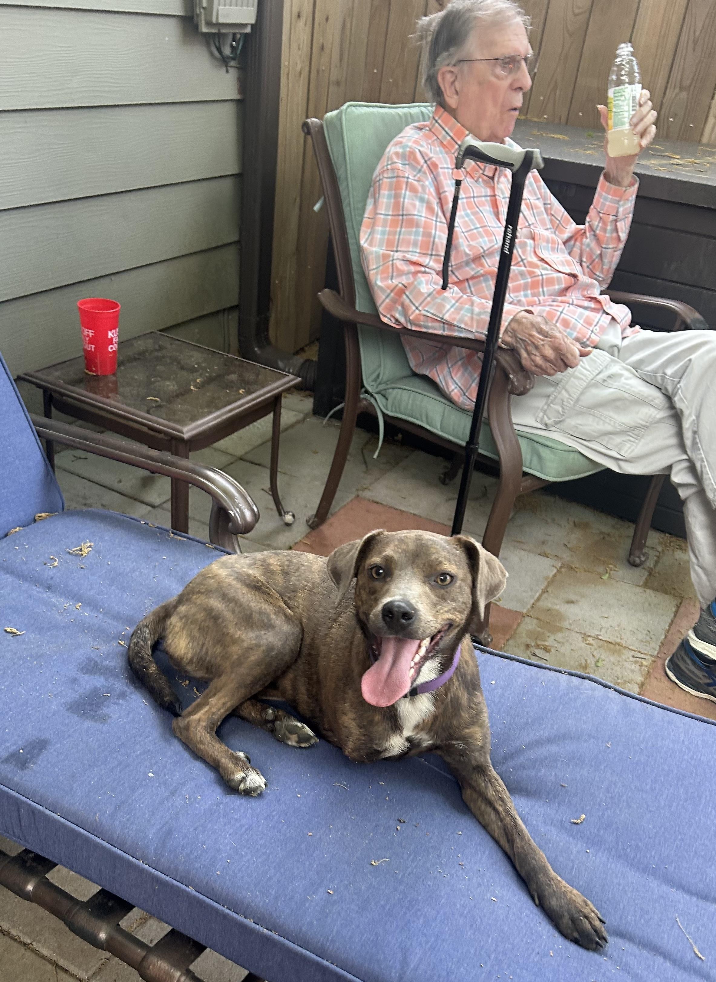 Peggy Sue, an adopted mixed breed in Jackson, TN image 3/6