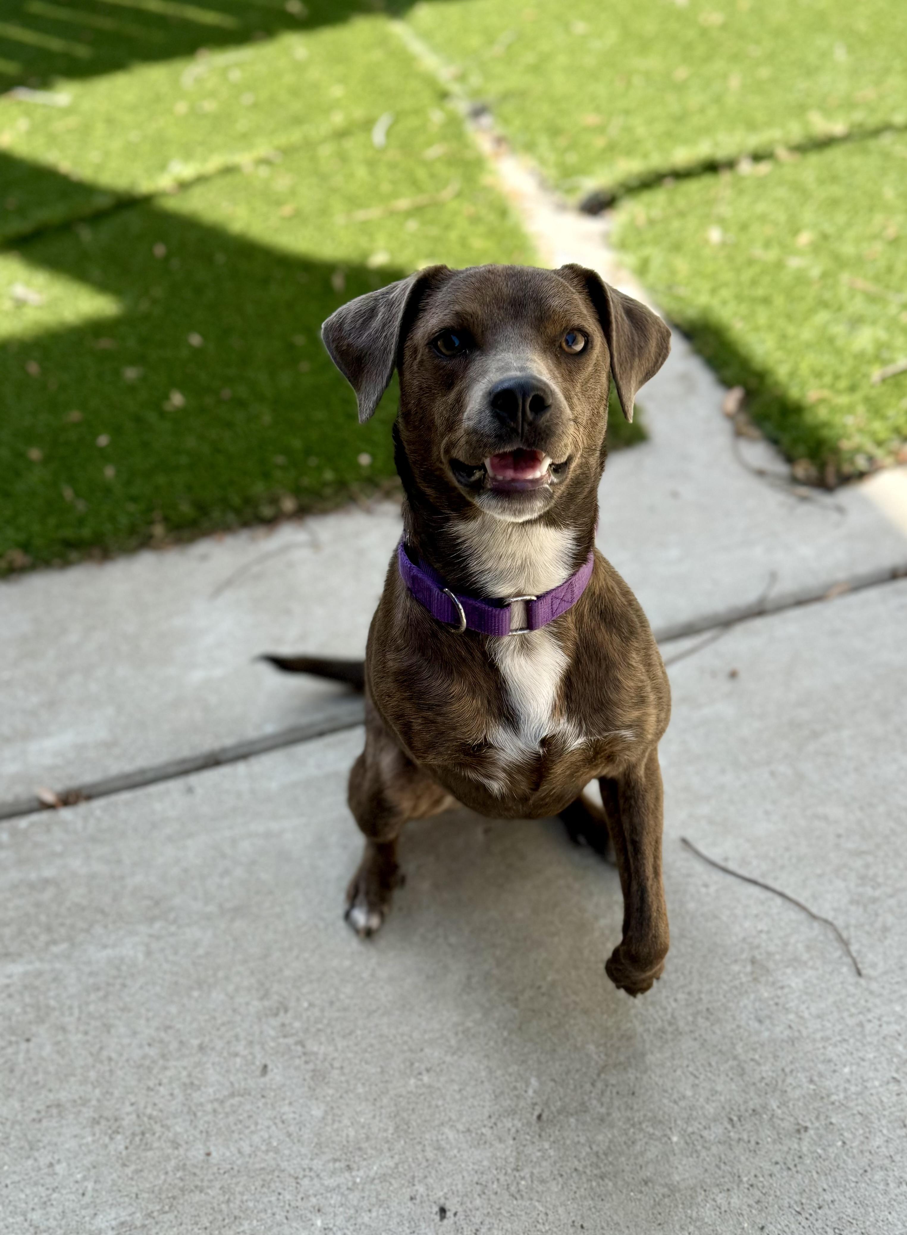 Peggy Sue, an adopted mixed breed in Jackson, TN image 1/6