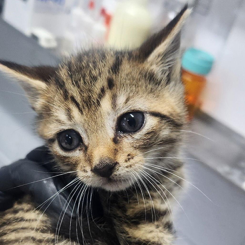 Sparrow, Adopted, Young Female Domestic Short Hair.