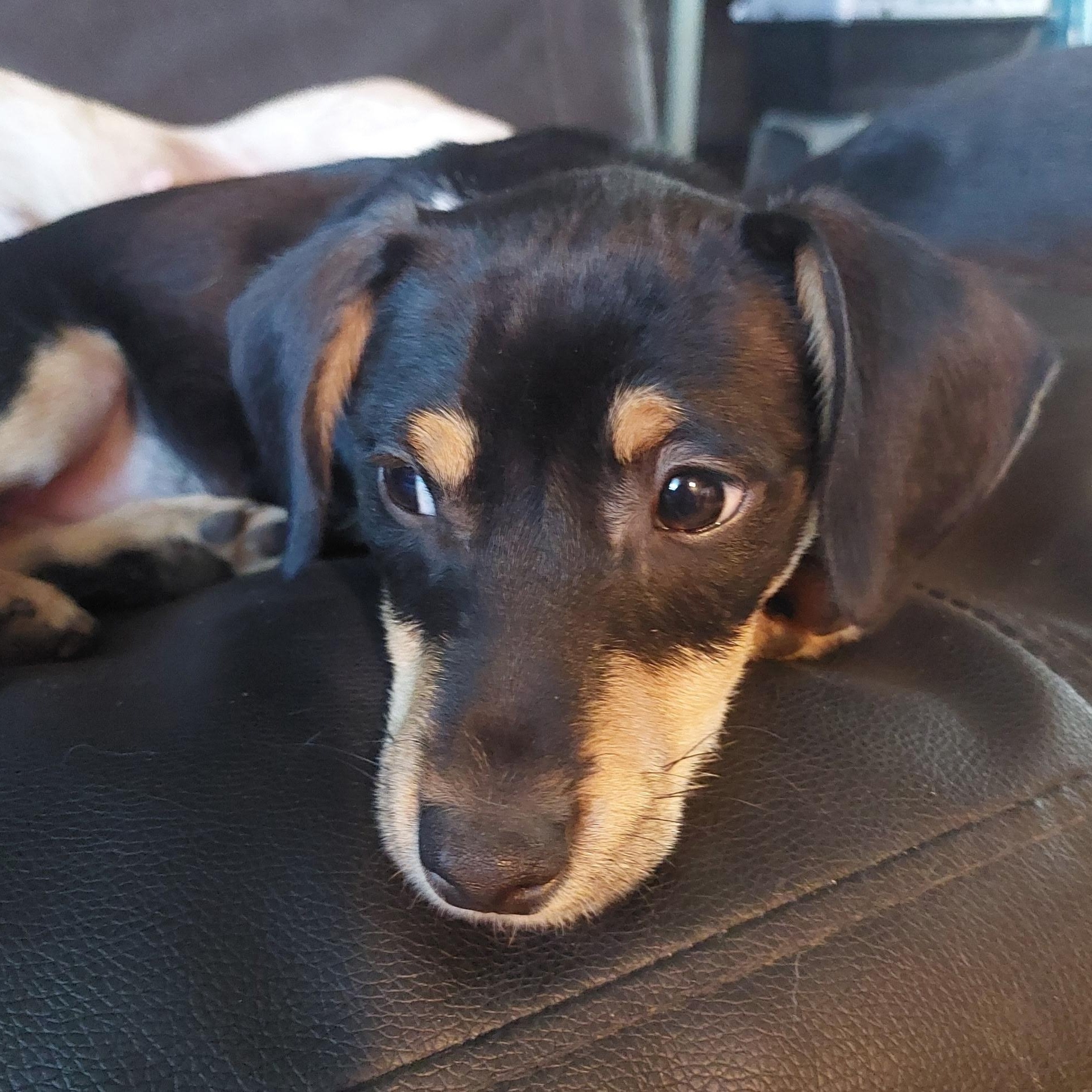 Fletcher, an adopted mixed breed in Santa Maria, CA image 3/4