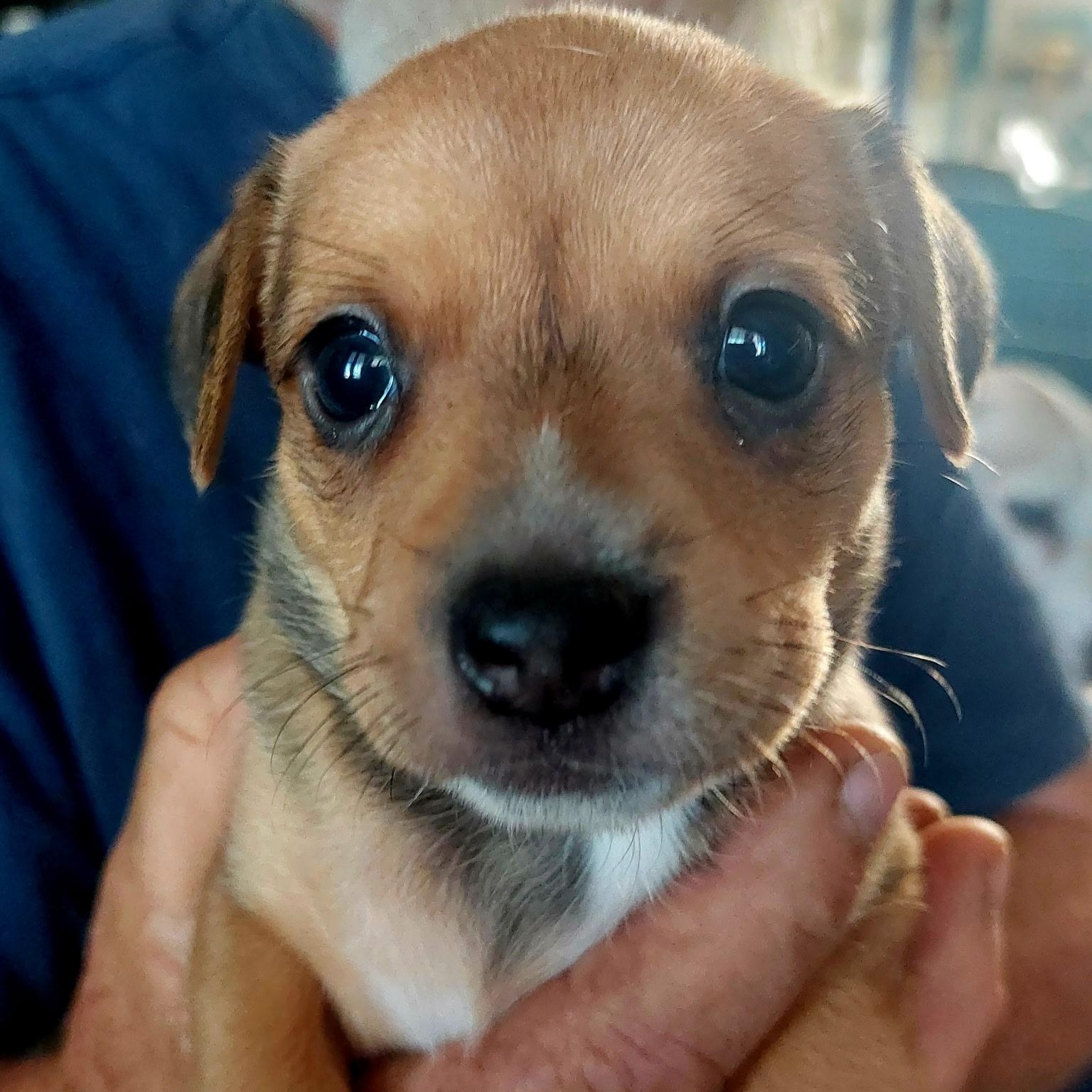 Dixie's Puppies, a Adoptable mixed breed in Santa Maria, CA image 2/6
