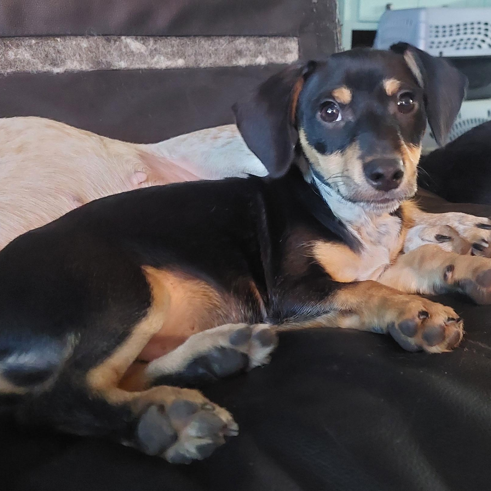 Fletcher, an adopted mixed breed in Santa Maria, CA image 4/4