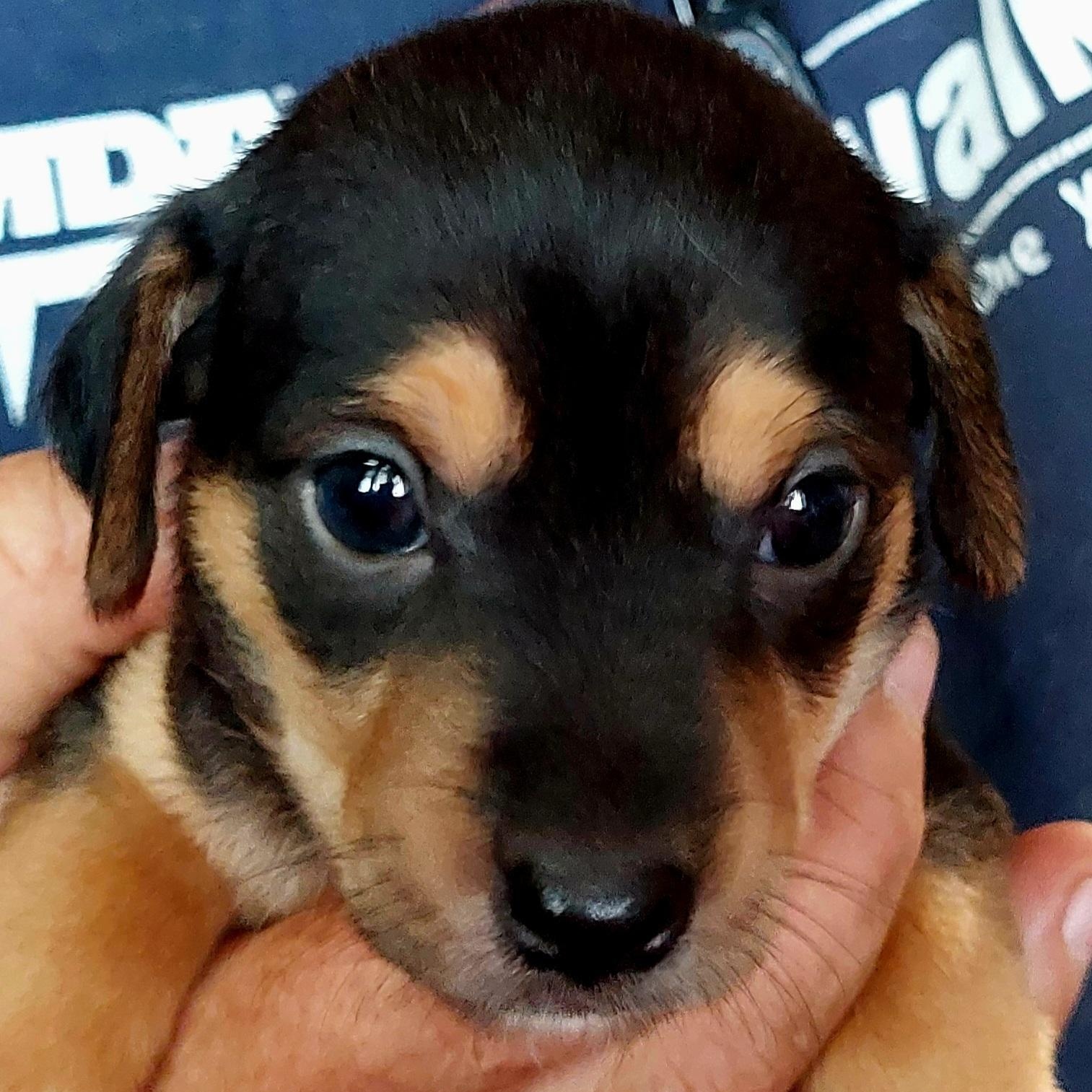 Dixie's Puppies, a Adoptable mixed breed in Santa Maria, CA image 3/6