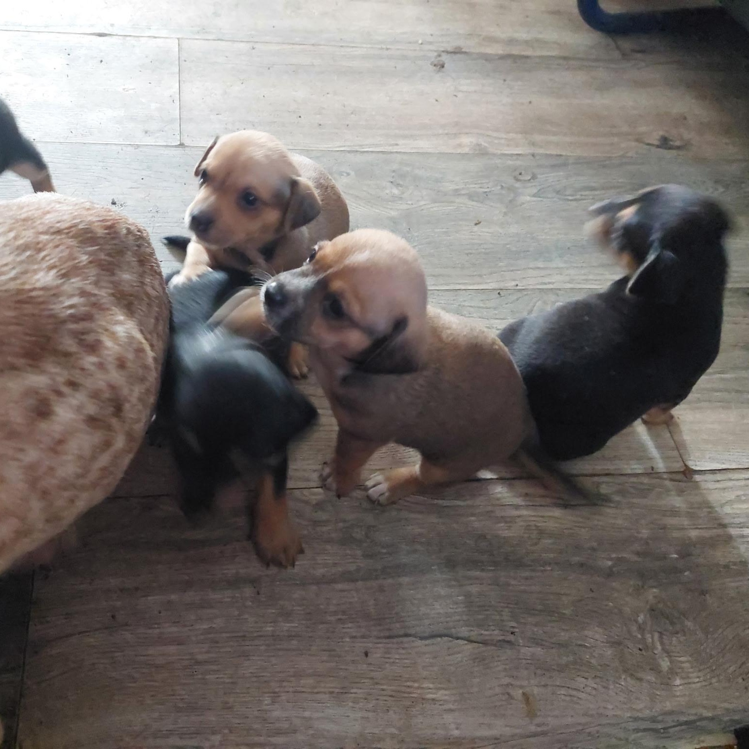 Dixie's Puppies, Adoptable, Puppy Female Dachshund.