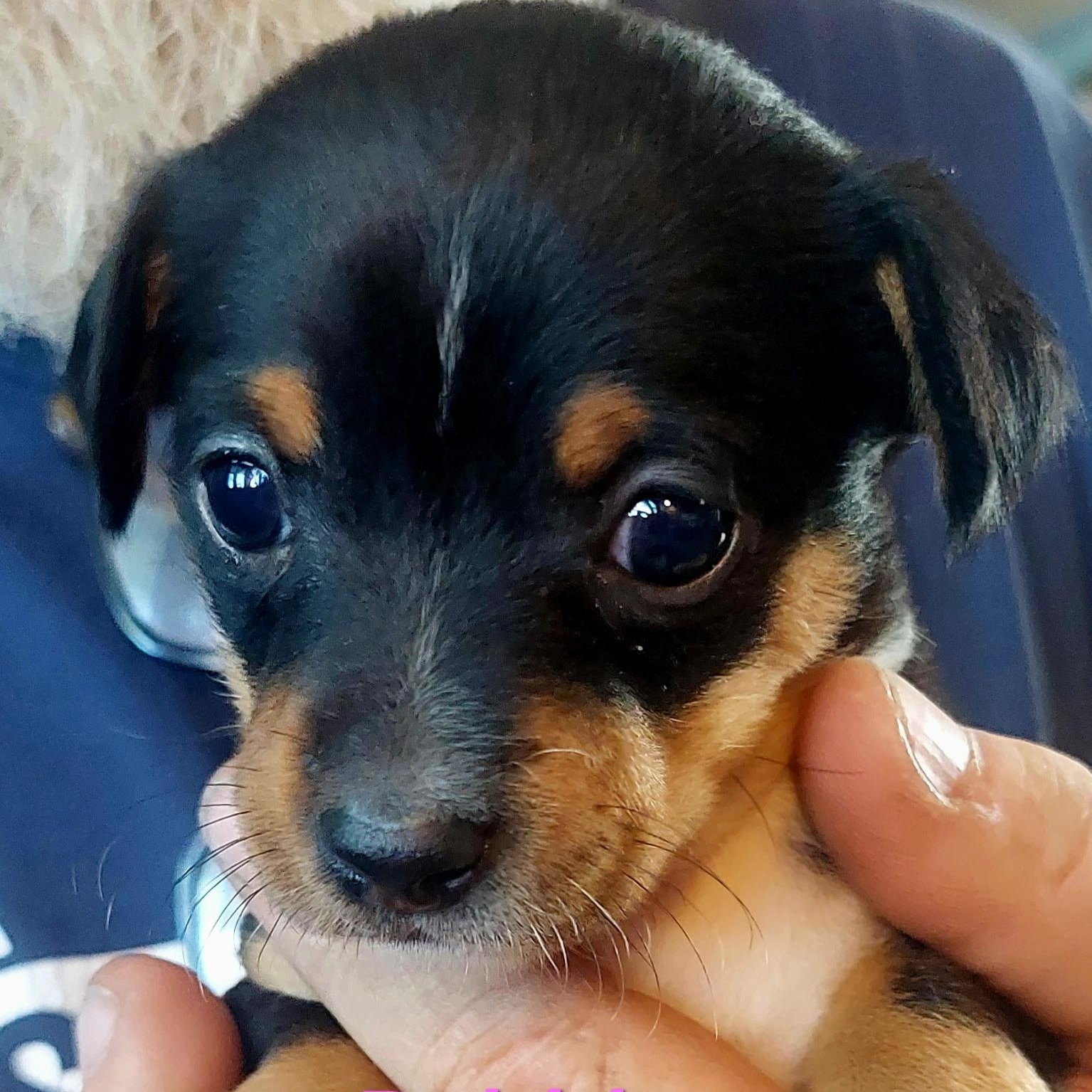Dixie's Puppies, a Adoptable mixed breed in Santa Maria, CA image 4/6