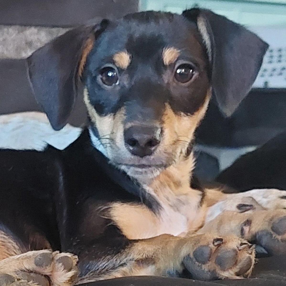 Fletcher, adopted, Puppy Male Dachshund.