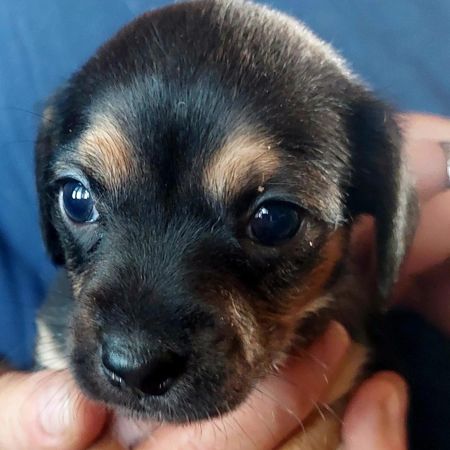 Dixie's Puppies, a Adoptable mixed breed in Santa Maria, CA image 5/6