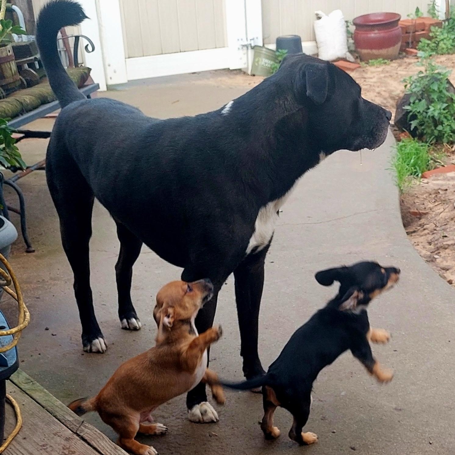 Fletcher, an adopted mixed breed in Santa Maria, CA image 2/4