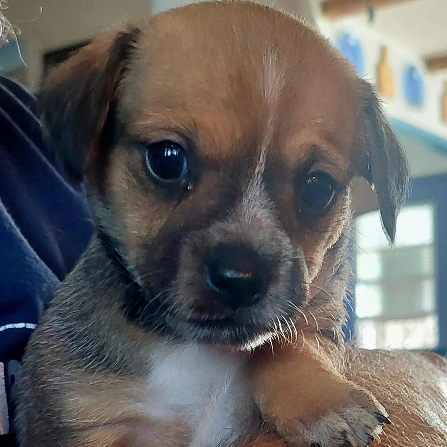 Dixie's Puppies, a Adoptable mixed breed in Santa Maria, CA image 6/6