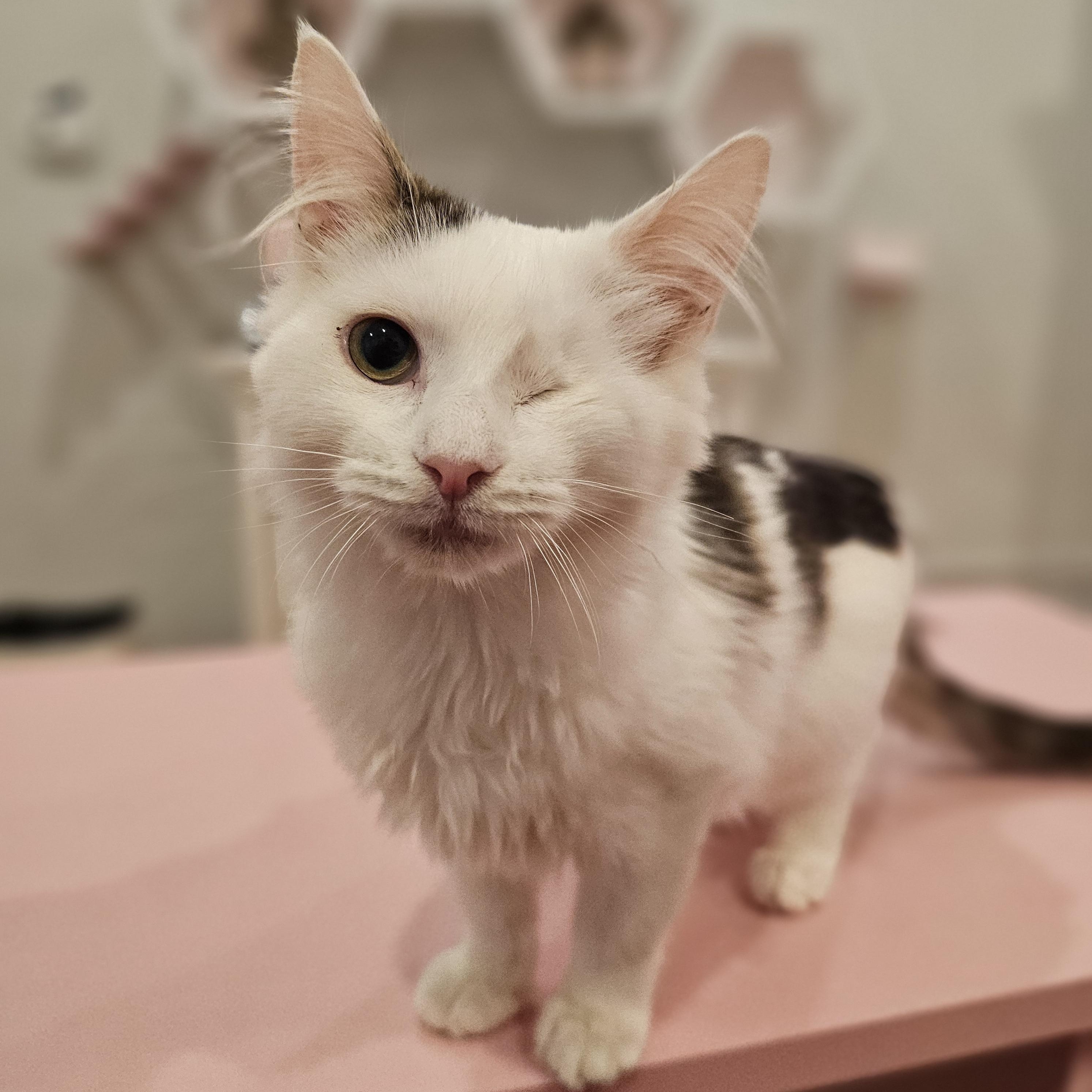 Enlarge Cricket, a ADOPTABLE Domestic Medium Hair in Philadelphia, PA image 4/5