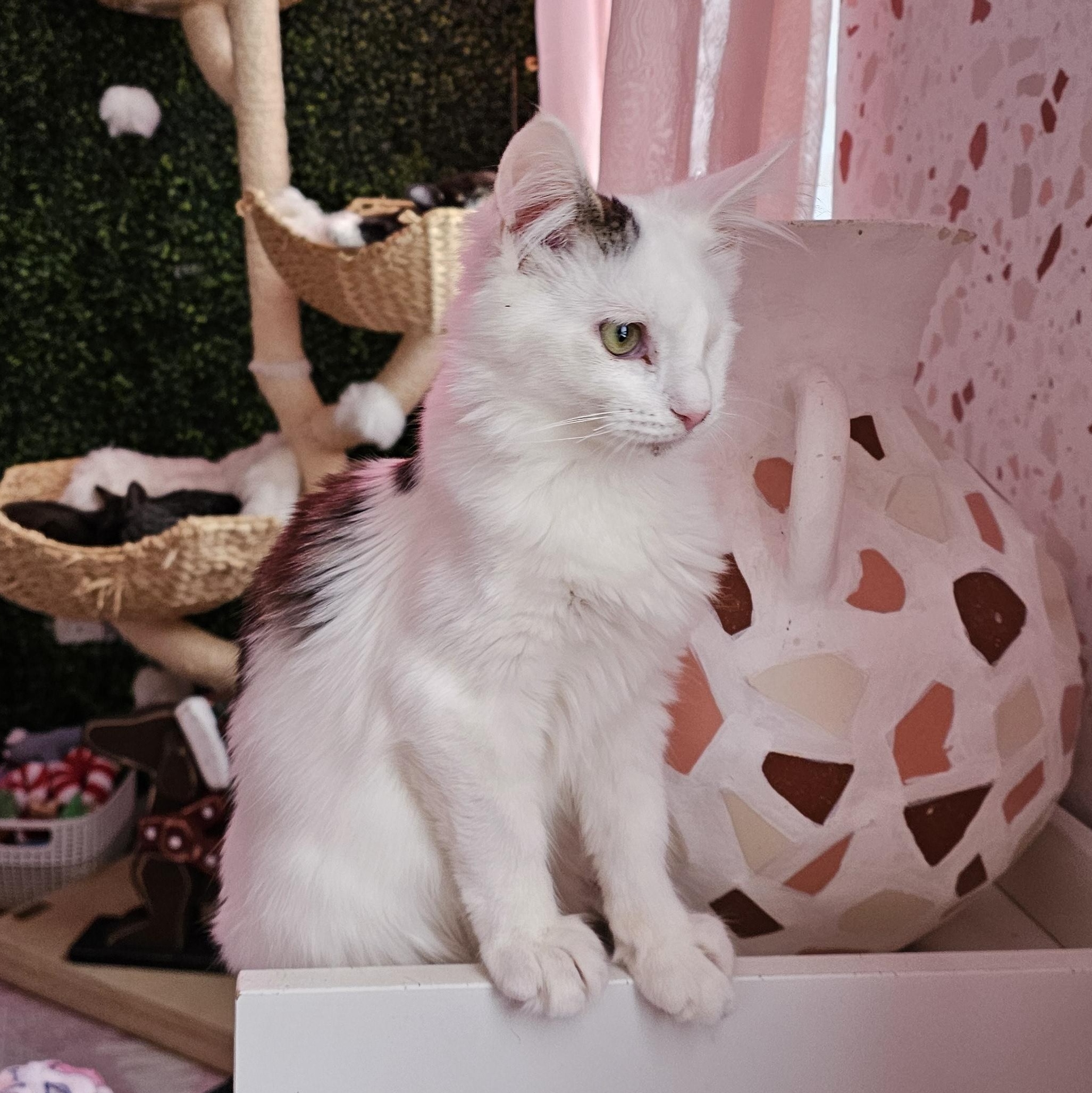 Enlarge Cricket, a ADOPTABLE Domestic Medium Hair in Philadelphia, PA image 1/4