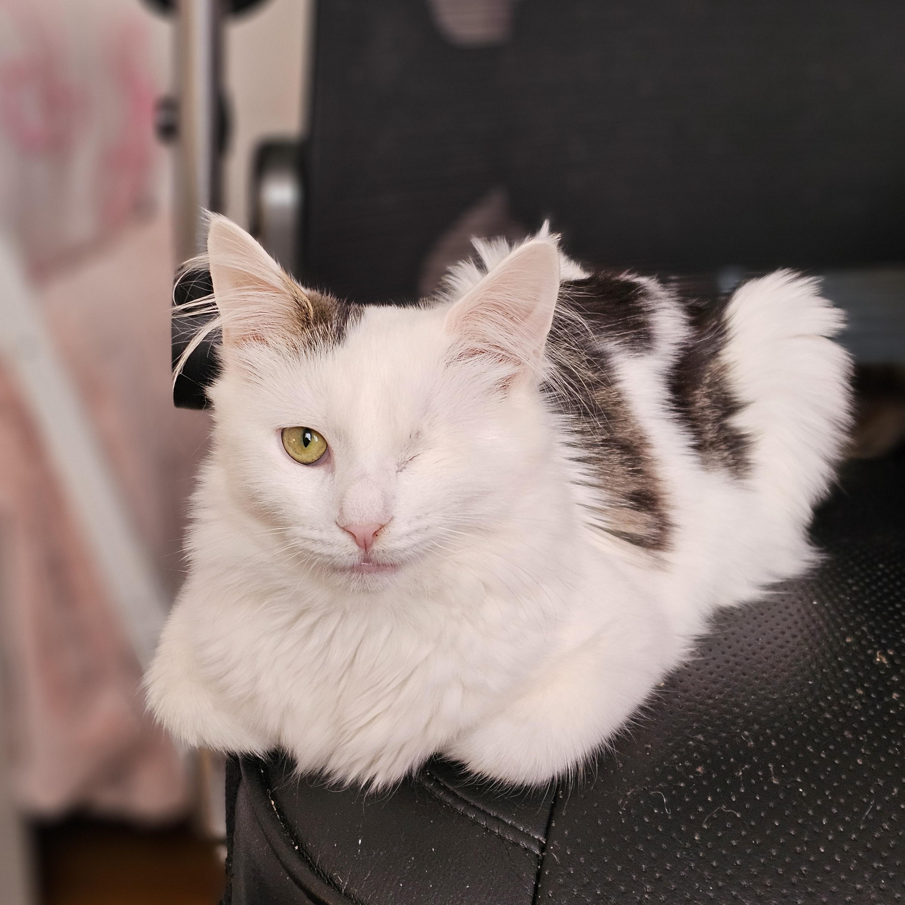 Cricket, adopted, Kitten Male Domestic Medium Hair.