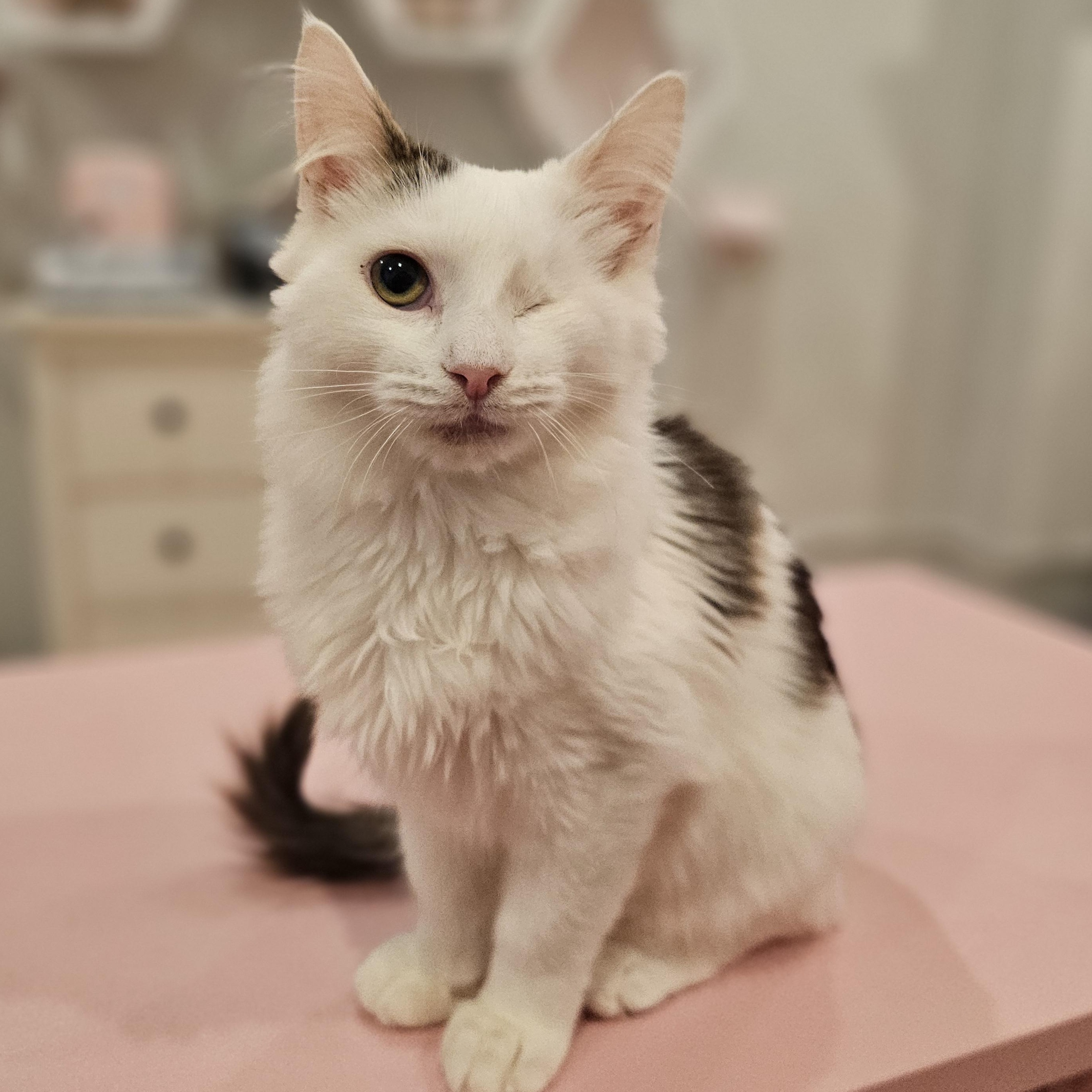 Enlarge Cricket, a ADOPTABLE Domestic Medium Hair in Philadelphia, PA image 1/5