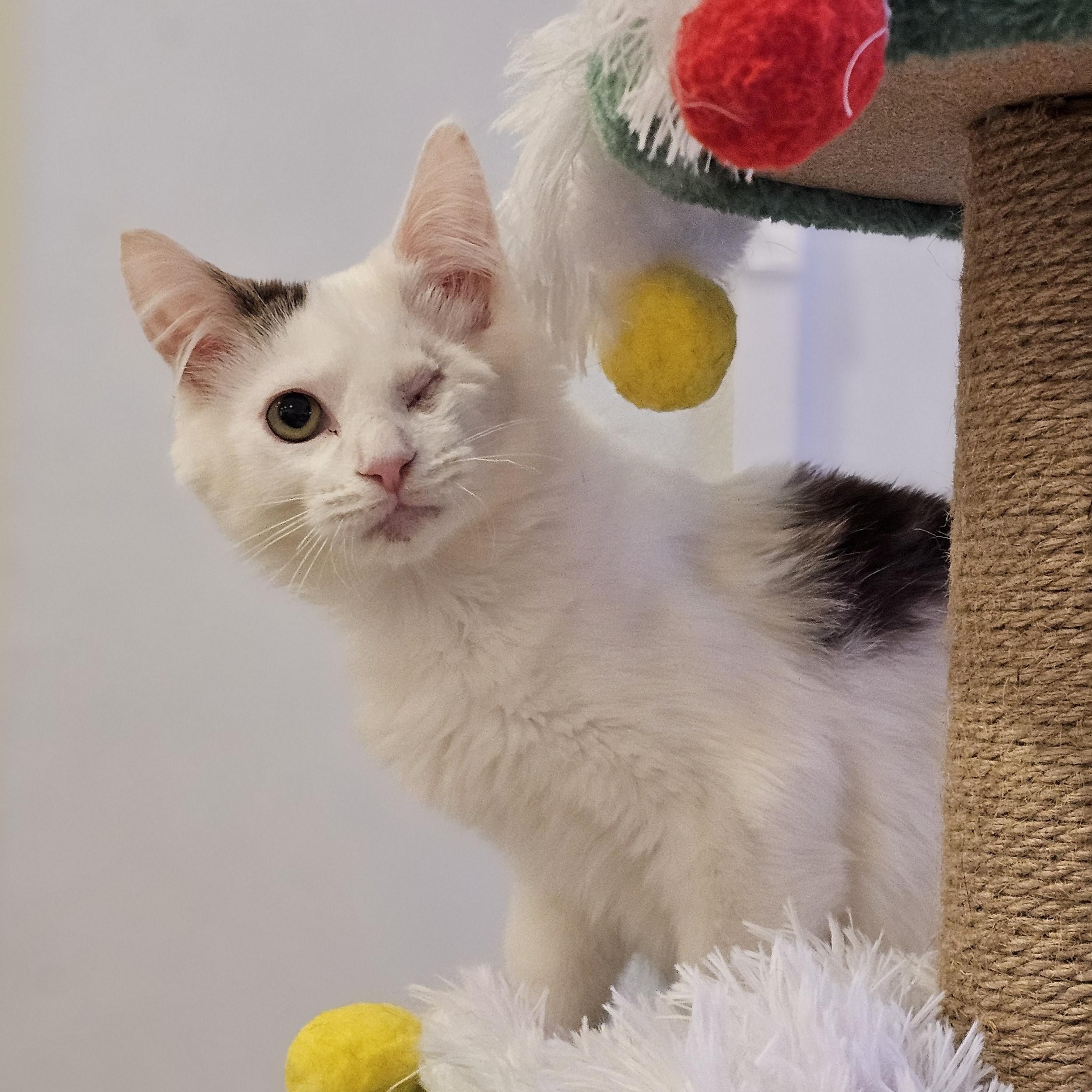 Enlarge Cricket, a ADOPTABLE Domestic Medium Hair in Philadelphia, PA image 2/4