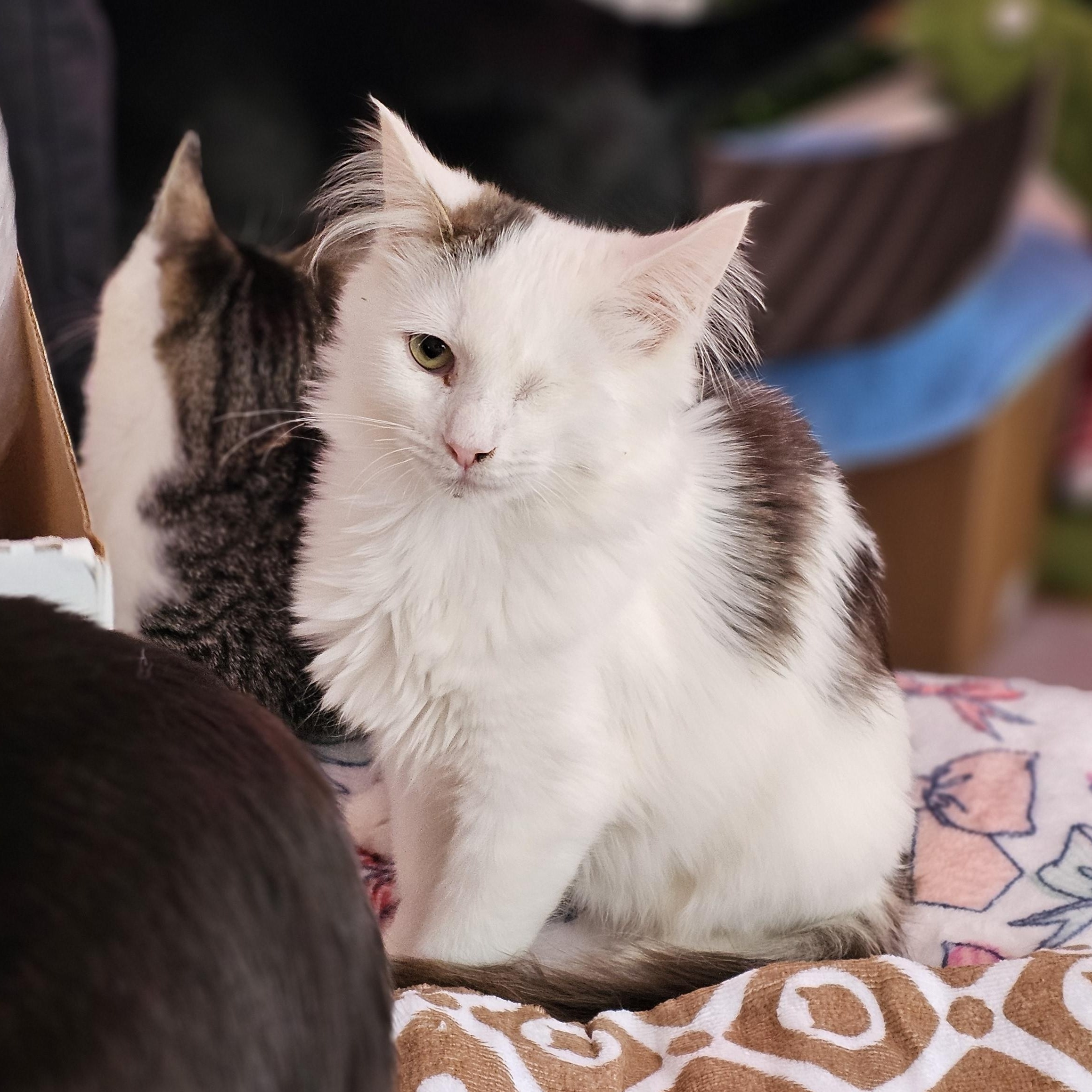 Enlarge Cricket, a ADOPTABLE Domestic Medium Hair in Philadelphia, PA image 3/4