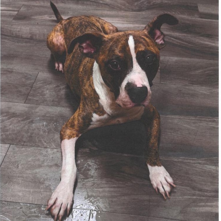 Kingston, ADOPTABLE, Young Male Pit Bull Terrier.