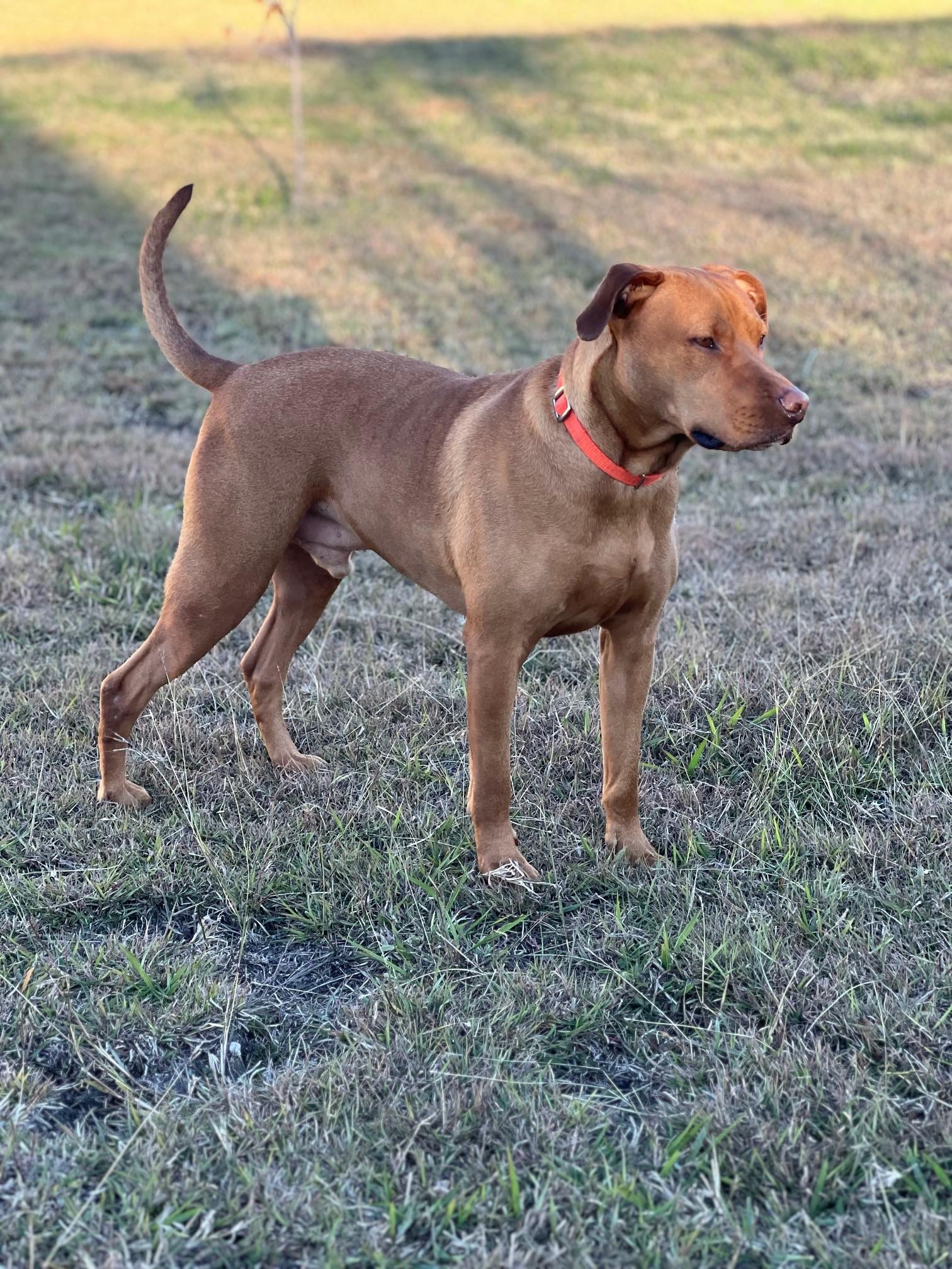 TUCKER & STEPHAN (BFF'S), Adoptable, Young Male Mixed Breed.