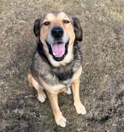 Enlarge TUCKER & STEPHAN (BFF'S), a Adoptable Mixed Breed in Westport, NY image 3/6