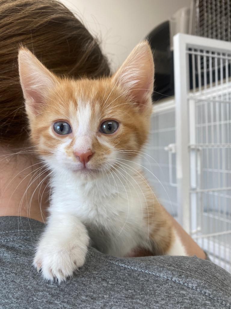 Goldenrod, Adoptable, Kitten Male American Shorthair.