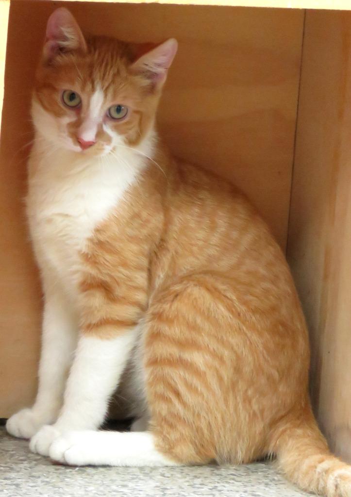 Enlarge Goldenrod, a Adoptable American Shorthair in Van Wert, OH image 2/2