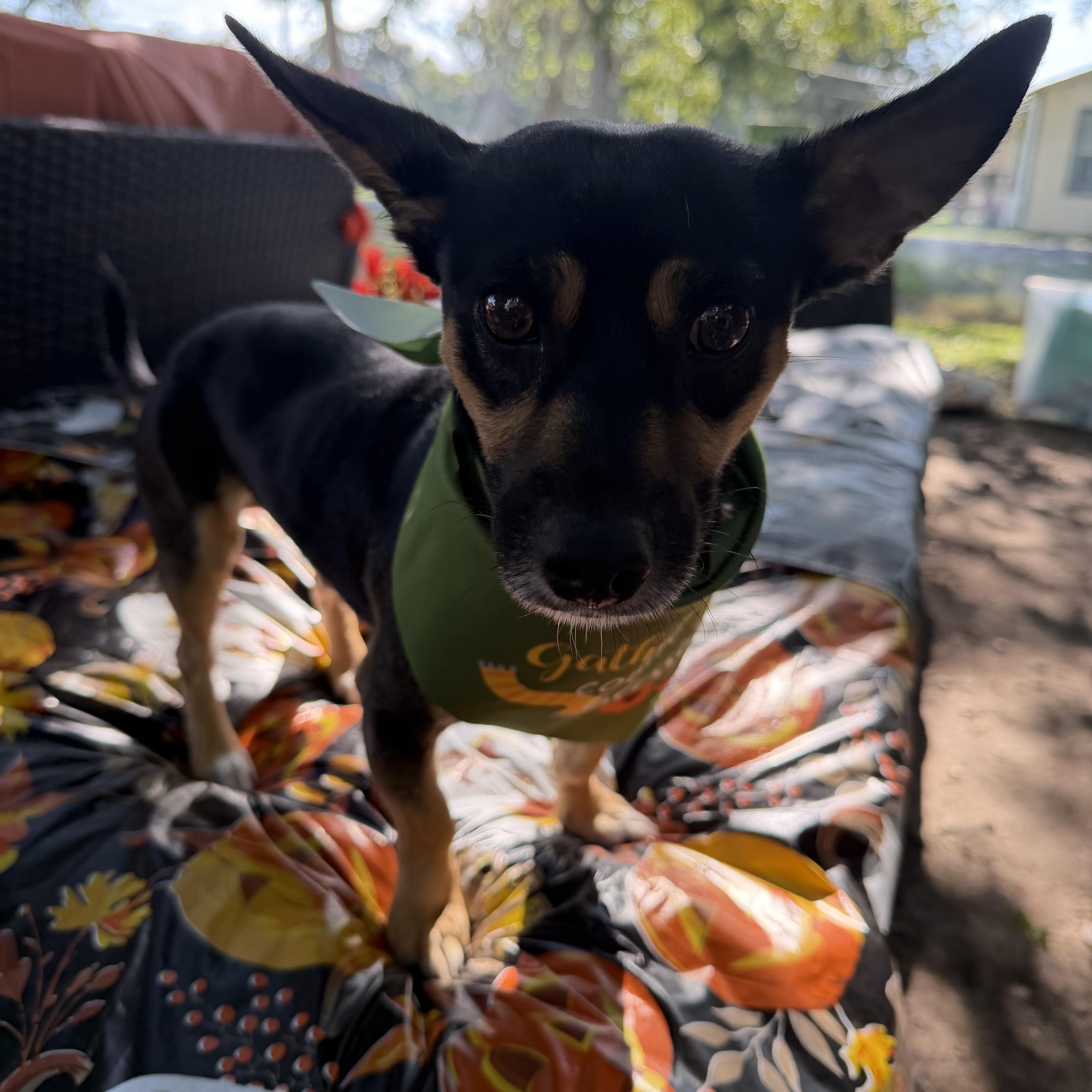 Enlarge Eddy, a Adoptable mixed breed in Westerly, RI image 2/5