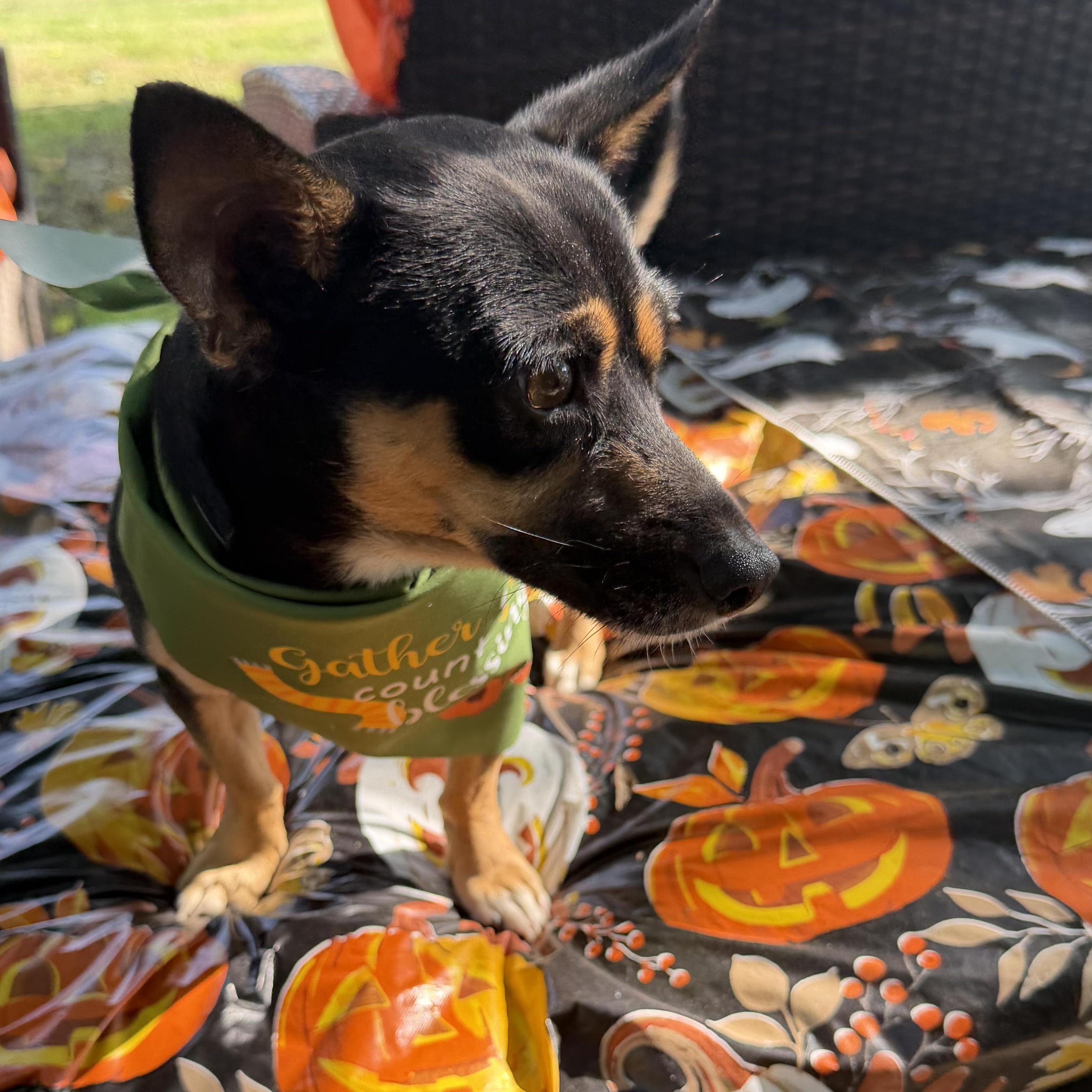 Enlarge Eddy, a Adoptable mixed breed in Westerly, RI image 1/5