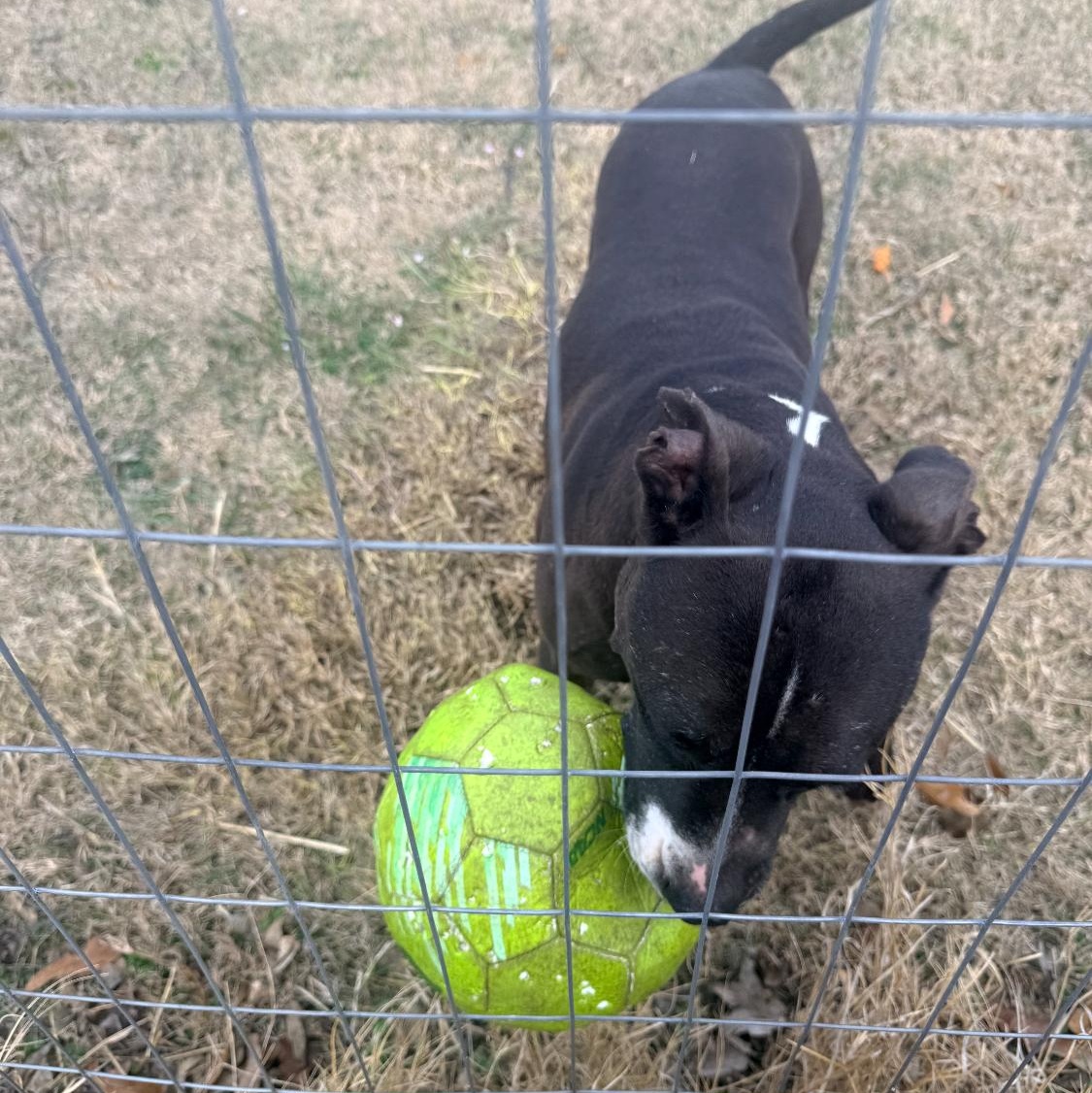 Capone — thumbnail 2