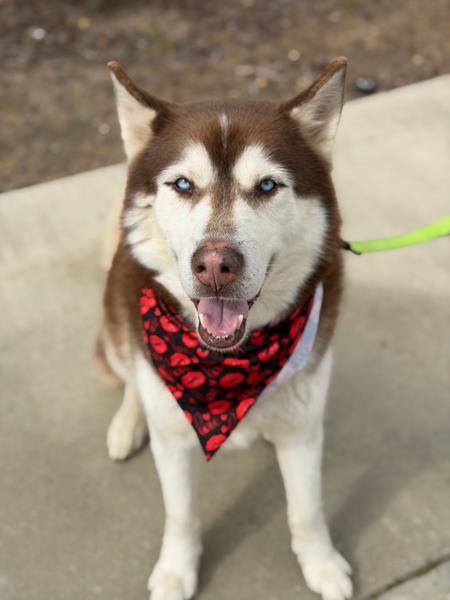 Enlarge DJ, a Adoptable Siberian Husky in Santa Maria, CA image 1/1