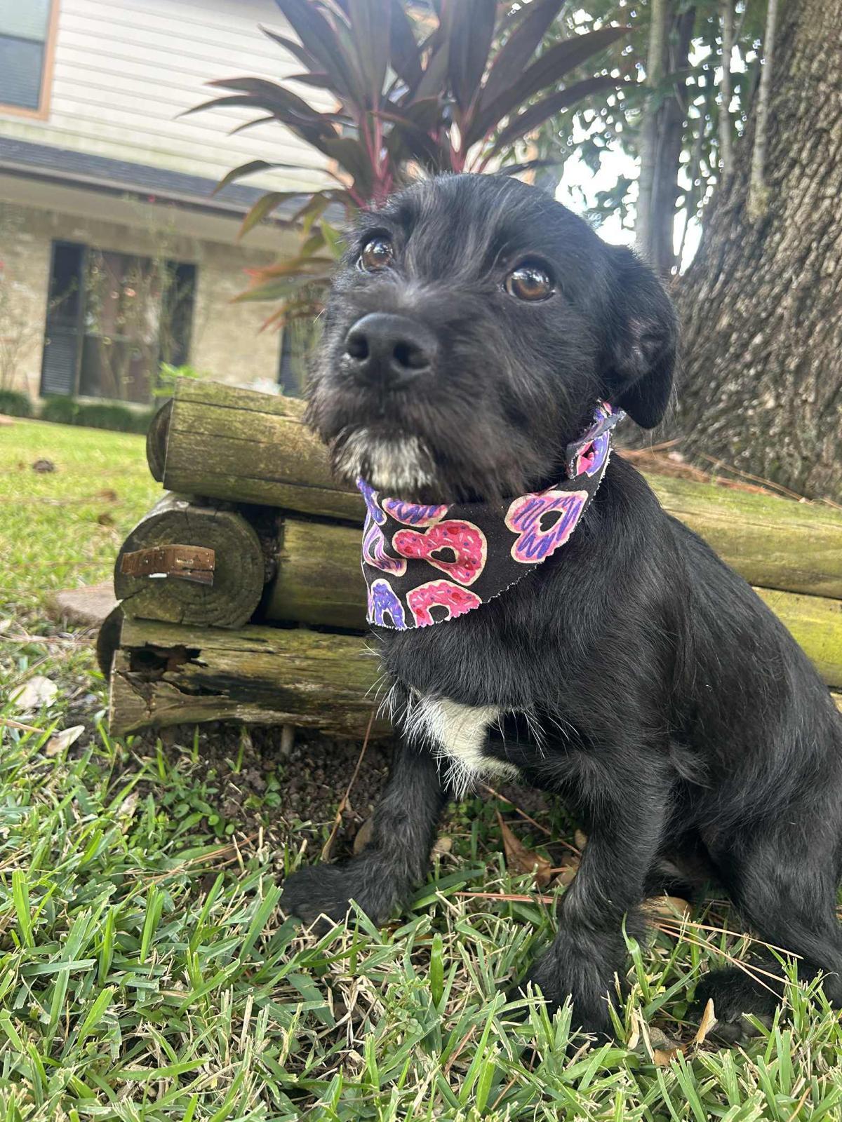 Wednesday, adopted, Puppy Male Maltese & Australian Cattle Dog / Blue Heeler.