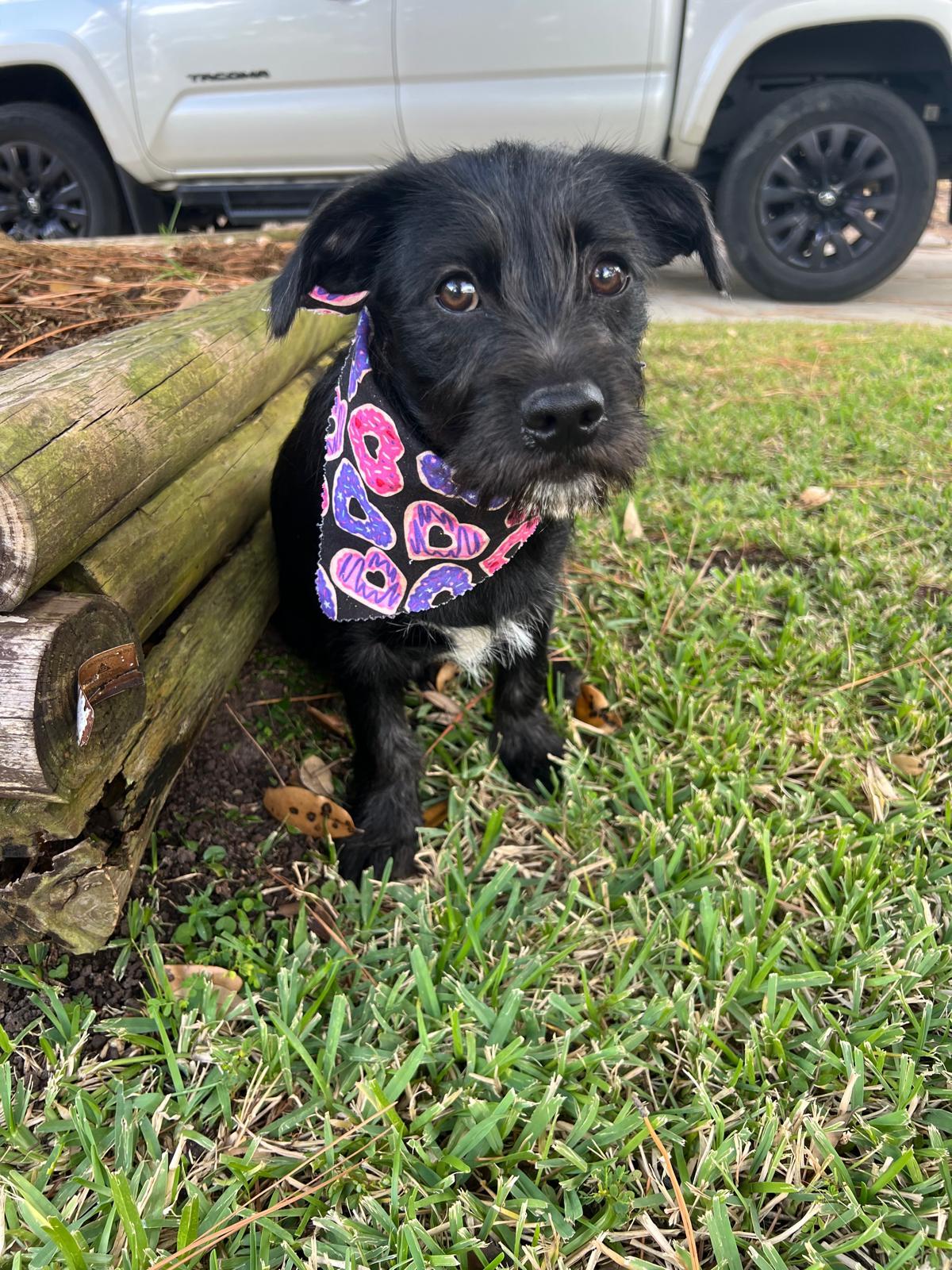 Enlarge Wednesday, an adopted mixed breed in Valley Stream, NY image 2/6